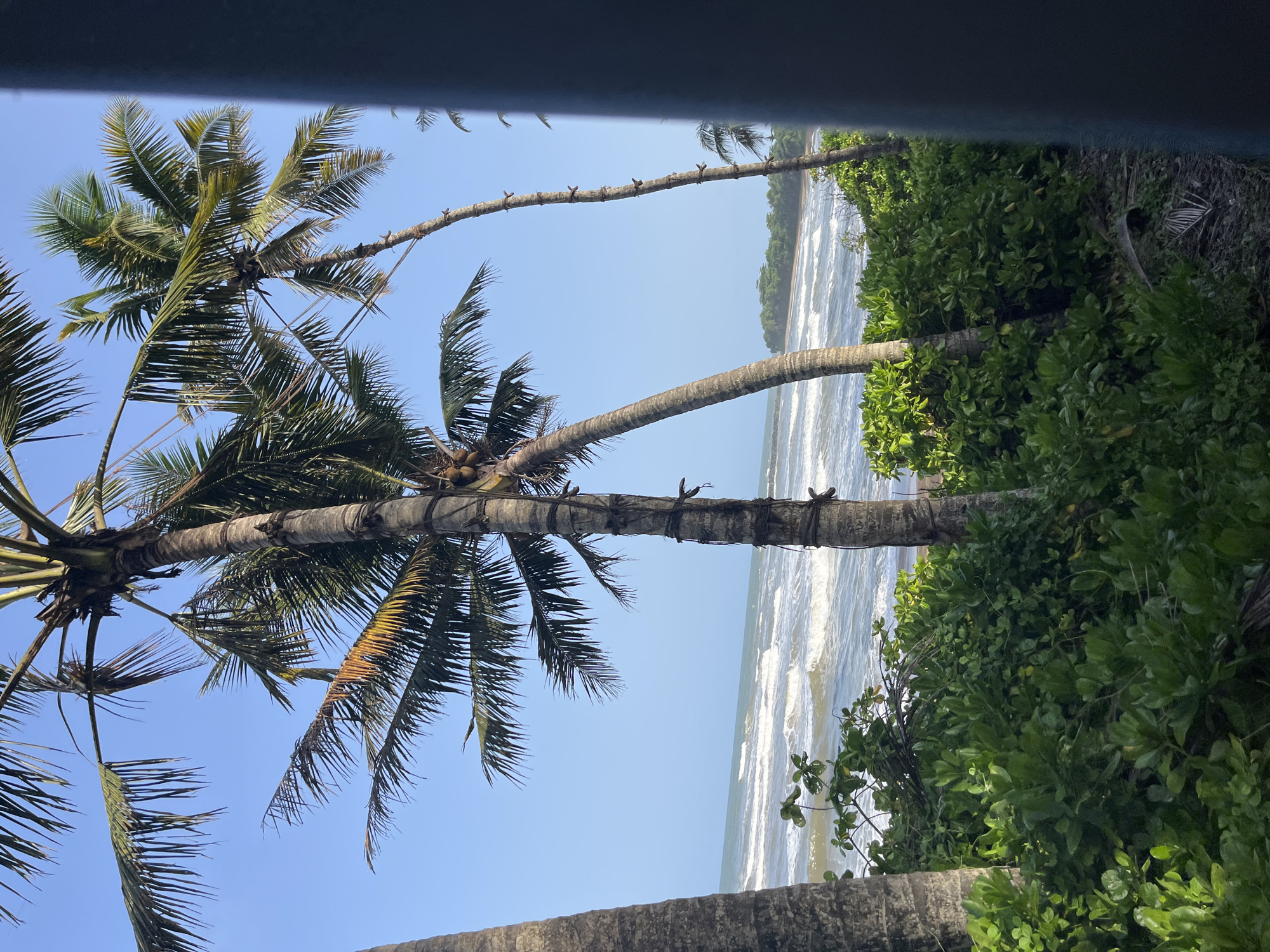 This photograph captures a serene coastal scene in Katukurunda, Sri Lanka, framed by lush green foliage and the majestic presence of palm trees. In the foreground, verdant, dense bushes create a natural barrier, their leaves glistening under the sunlight. Two prominent palm trees stand tall, their trunks textured and weathered, with fronds reaching towards the clear, azure sky. One palm on the left displays a cluster of coconuts, hinting at the tropical bounty of the region.
Beyond the vegetation, the turquoise waters of the Indian Ocean stretch to the horizon, with gentle waves rolling towards the shore, creating a soothing rhythm. The beach itself is a strip of sand, with a small, tree-covered island visible in the distance, adding to the picturesque panorama. The sky is a flawless blue, devoid of clouds, suggesting a bright, sunny day. The overall impression is one of tranquility and natural beauty, a postcard-perfect representation of Sri Lanka's coastal charm.