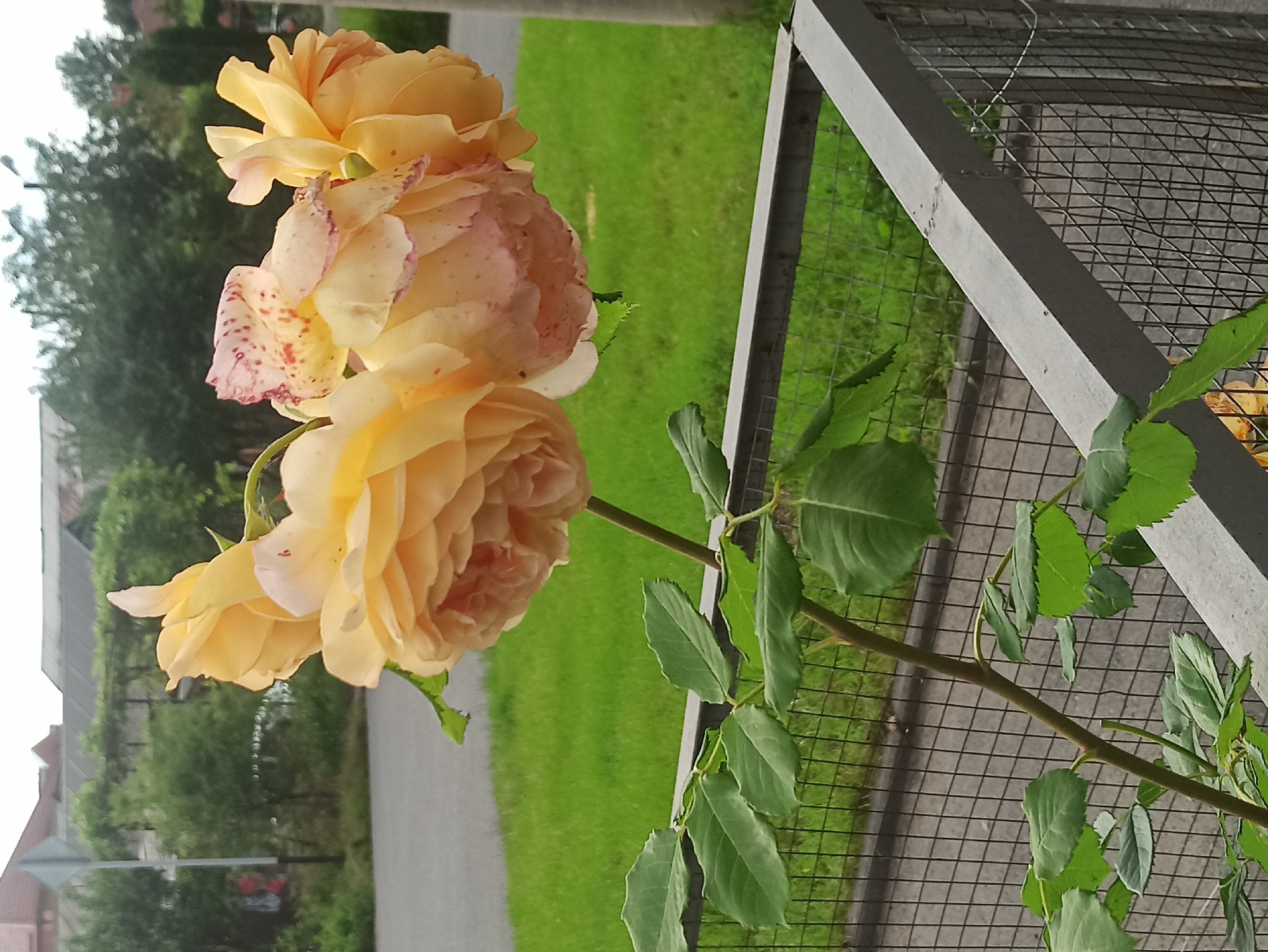 In this close-up, eye-level shot, a cluster of pale yellow roses with some pink-tinged petals is in focus, blooming on a slender, green stem. The roses are positioned to the right of the frame, with their delicate petals unfurling. Below the blooms, a branch extends to the left, adorned with several vibrant green leaves. The stem and leaves are set against a backdrop of a gray wire fence, which occupies the lower right and bottom center of the image. Beyond the fence, a strip of neatly mown green grass is visible, followed by a paved area and more greenery. In the upper portion of the image, blurred buildings and trees suggest an outdoor, possibly urban, setting. The lighting is soft and diffused, indicating an overcast day.