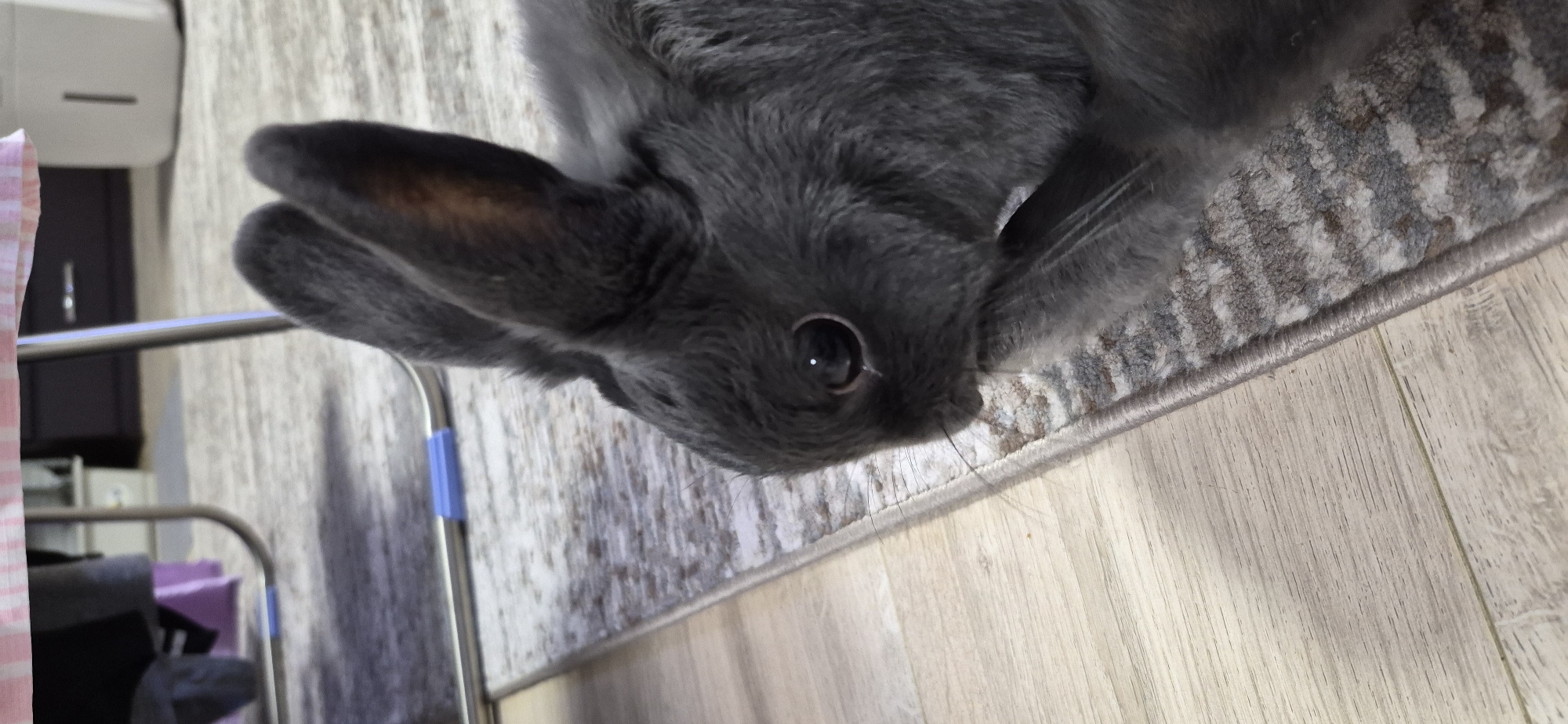 A close-up, eye-level, vertical shot captures a grey rabbit lying on a patterned rug next to a light-colored wooden floor. The rabbit's head is turned to the left, revealing its large, dark eye and long ears, one of which is slightly tilted. The rabbit's fur appears soft and dense. In the background, out of focus, are the legs of a metal table with blue plastic accents and a white appliance. The scene suggests an indoor setting, possibly a home, in Ussurijsk, Russia.