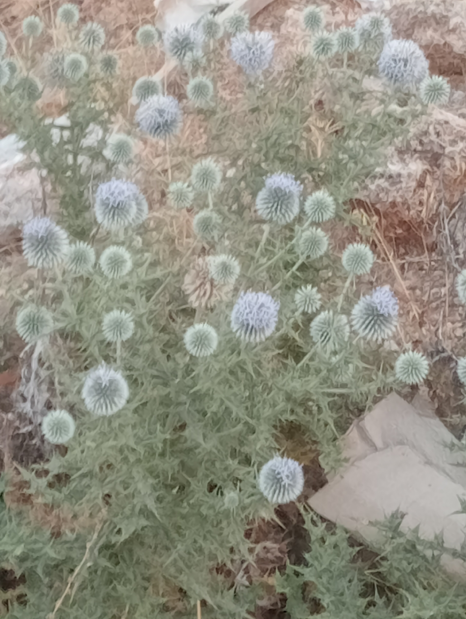 A cluster of globe thistle plants with spiky leaves and spherical, light blue-purple flower heads is shown in a dry, rocky environment. The plants are a mix of green and dry foliage, with some flower heads appearing more vibrant than others. The background consists of dry earth, rocks, and sparse vegetation. The image is taken from a slightly elevated perspective, looking down upon the plants. The location is identified as Kepez, Turkey.