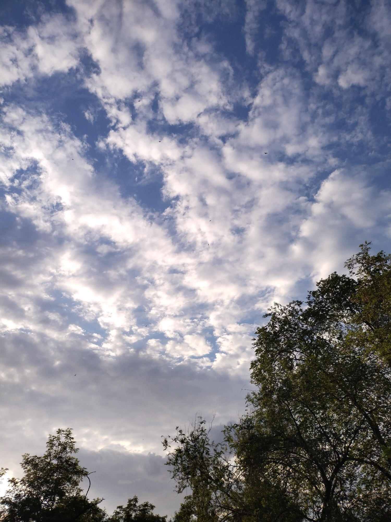 The image is a low-angle shot looking up at a cloudy sky with trees in the foreground. The sky is a mix of blue and white with scattered clouds of varying densities. Several small, dark shapes, possibly birds or insects, are visible in the sky. The trees are dark green and dense, silhouetted against the brighter sky. The scene appears to be outdoors in a natural or park-like setting within the city of Horishni Plavni, Ukraine.