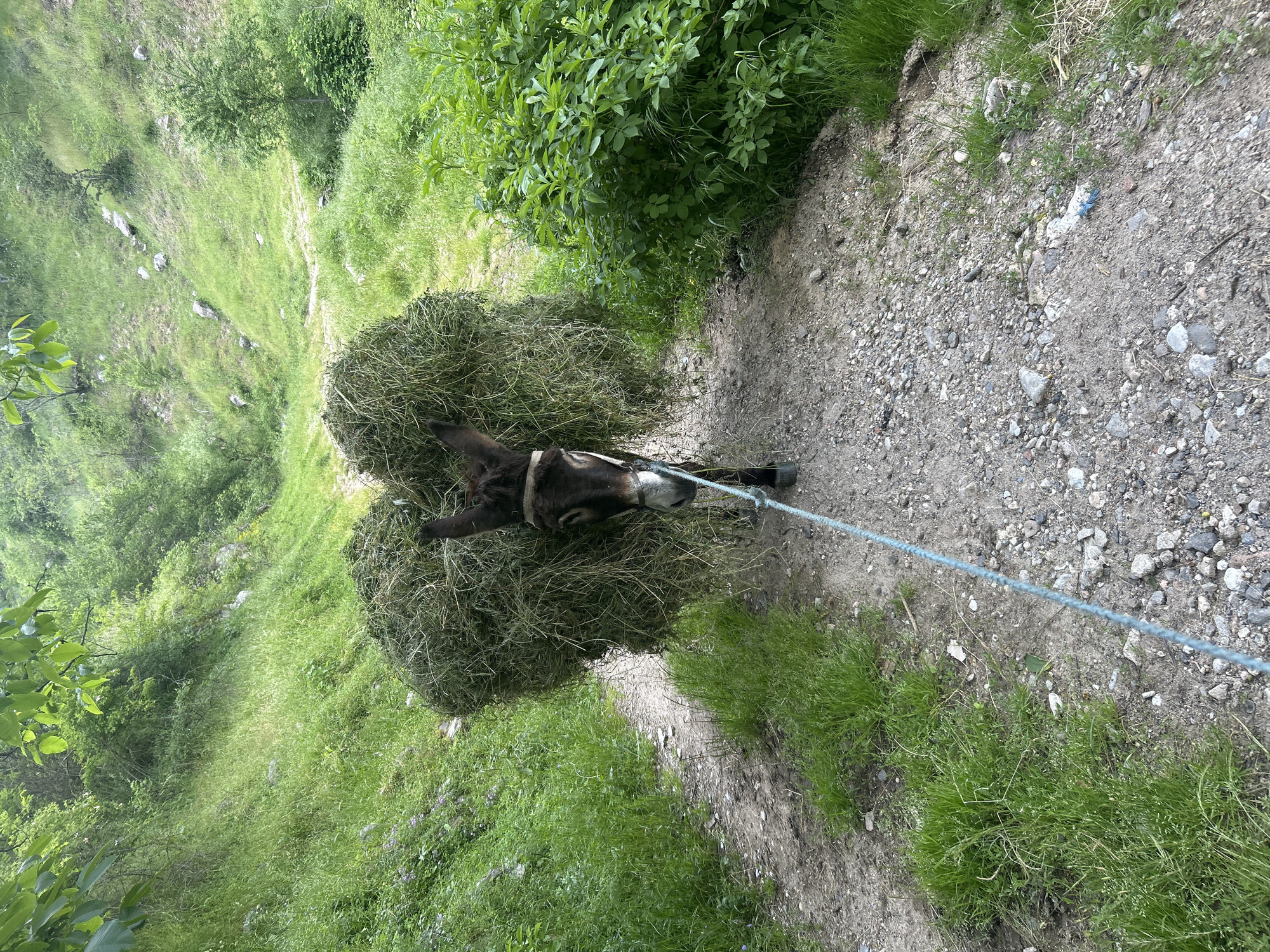 A donkey is carrying hay on its back along a path. The location is near Pripek, Bulgaria. The donkey is led by a blue rope. The path is gravel and dirt. The surroundings are grassy and have trees and bushes. The photo appears to be taken from a slightly elevated position looking down at the scene.