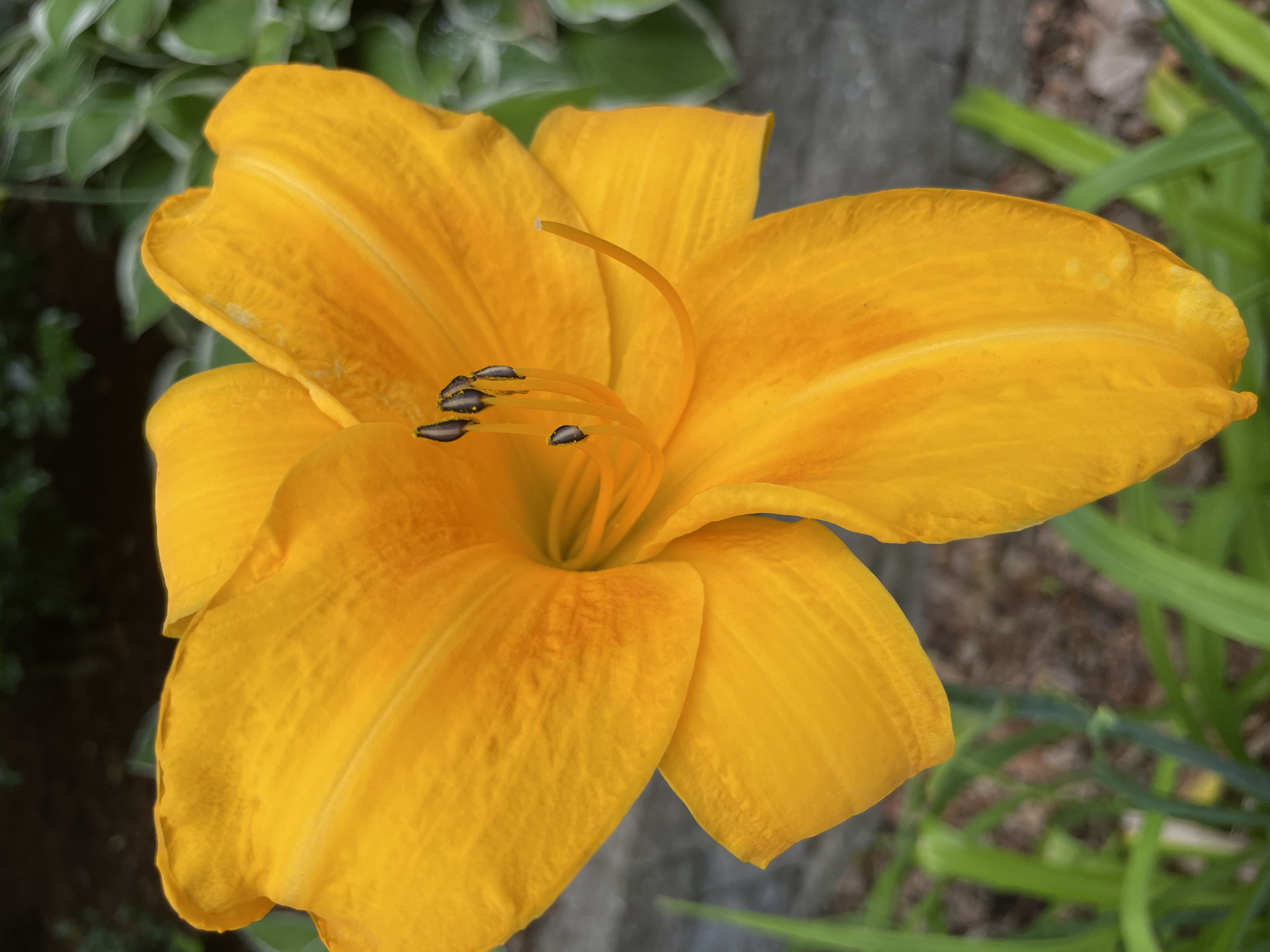 A bright orange lily flower is in focus, occupying most of the frame. The flower has six prominent petals and visible stamens with dark anthers. The petals are textured with visible veins. In the background, green foliage and a blurred grey stone wall are visible, suggesting an outdoor garden setting. There is no indication of the specific location within Cambridge, United States of America.