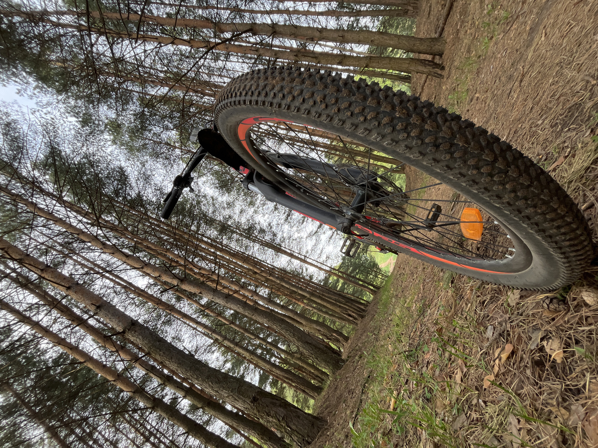 A low-angle, canted shot depicts a black and red mountain bike, partially visible, situated on a dirt trail through a pine forest. The tire is large and knobby. The bike’s orange reflector is visible. The ground is covered with pine needles and sparse vegetation. The trees are tall and slender, lining the trail, with foliage at the top filtering the sky. The overall impression is of a natural environment. The location is within the city of Chaikovsky, Russia.