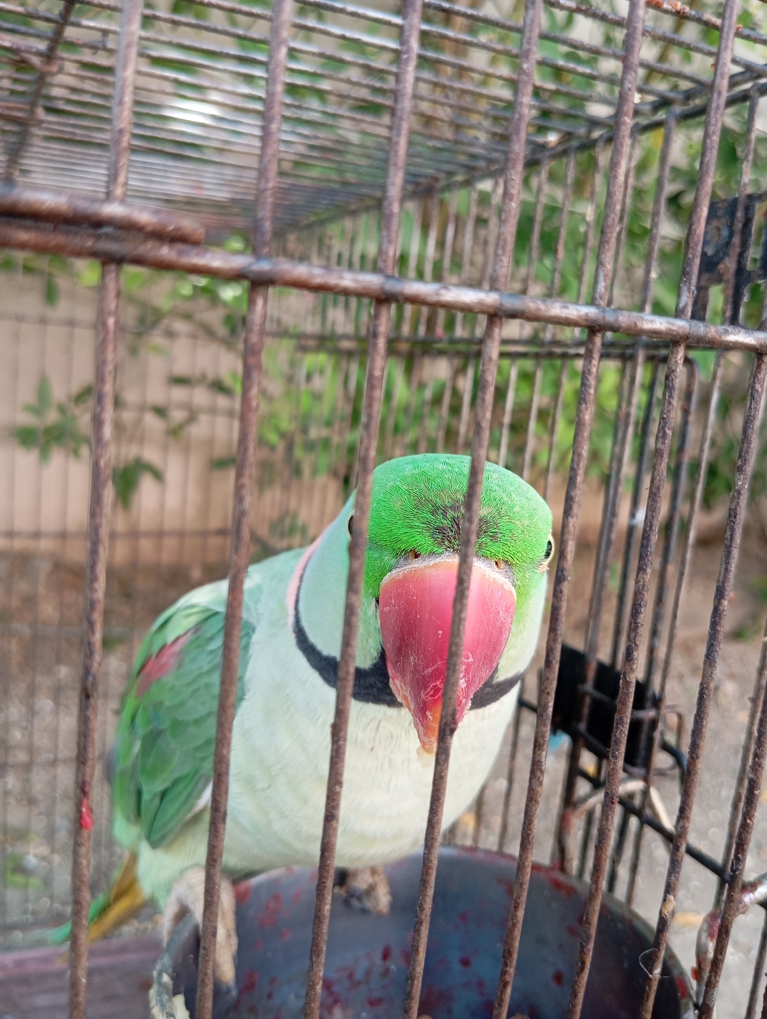 An Indian ringneck parrot with green plumage, a pink beak, and a black collar is in a rusty metal cage. The parrot is facing forward, its head tilted slightly to the right, with its eye visible. The background shows out-of-focus green foliage. The cage bars are prominent in the foreground, obscuring parts of the parrot and the background. The cage appears to be made of weathered metal rods, with a circular feeding dish at the bottom.