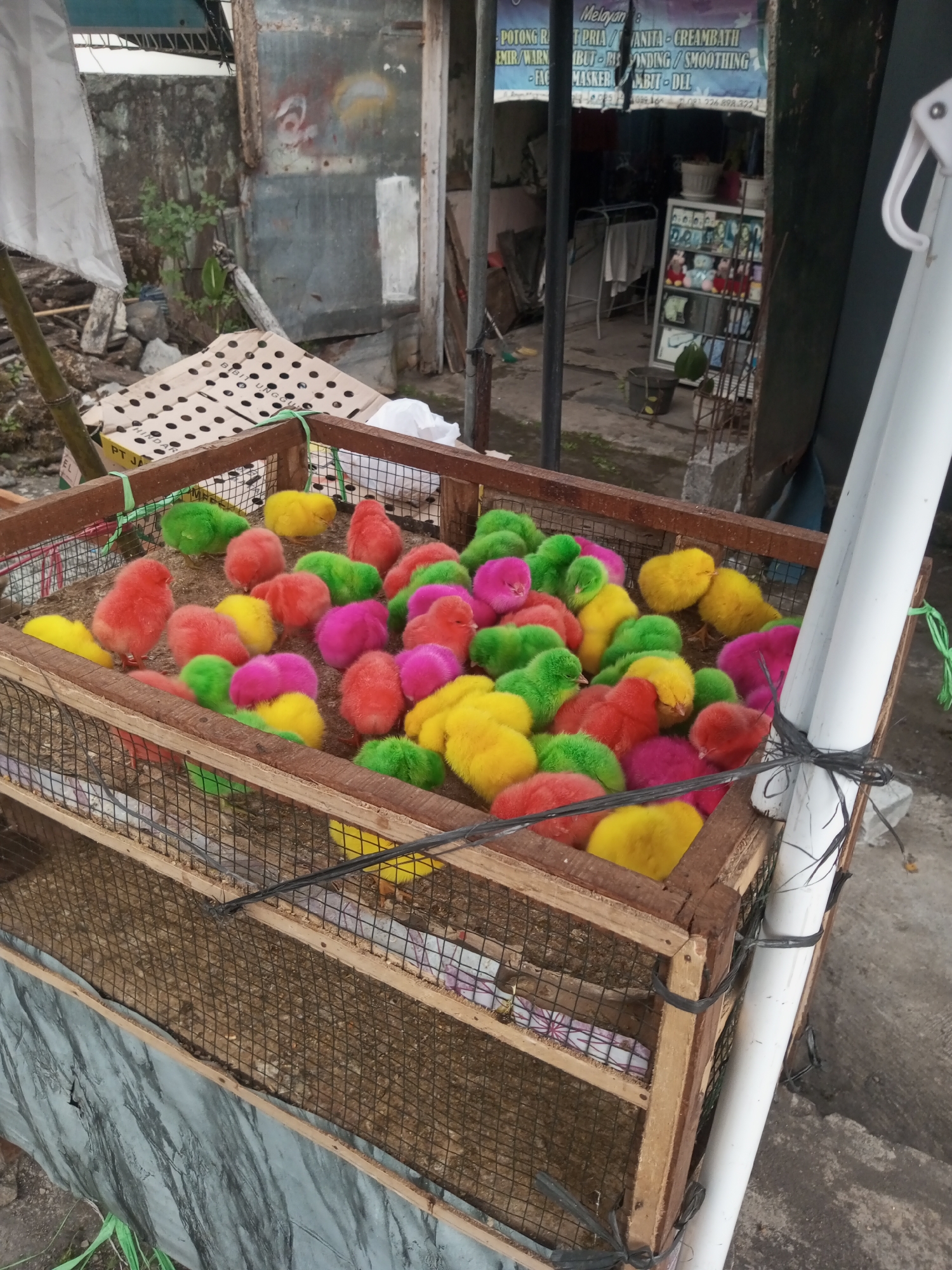 The image shows a close-up view of a wooden crate filled with brightly colored baby chicks. The chicks are dyed in various vibrant colors, including red, yellow, green, and pink. They are clustered together in the crate, which has wire mesh sides. In the background, there is a blurred scene that appears to be an outdoor setting, possibly a market or roadside stall, with some structures and debris visible. The ground appears to be concrete. The context of Pandansari, Indonesia, suggests this is likely a scene of commerce, possibly the sale of dyed chicks which are a common item at local markets in some regions of Indonesia.