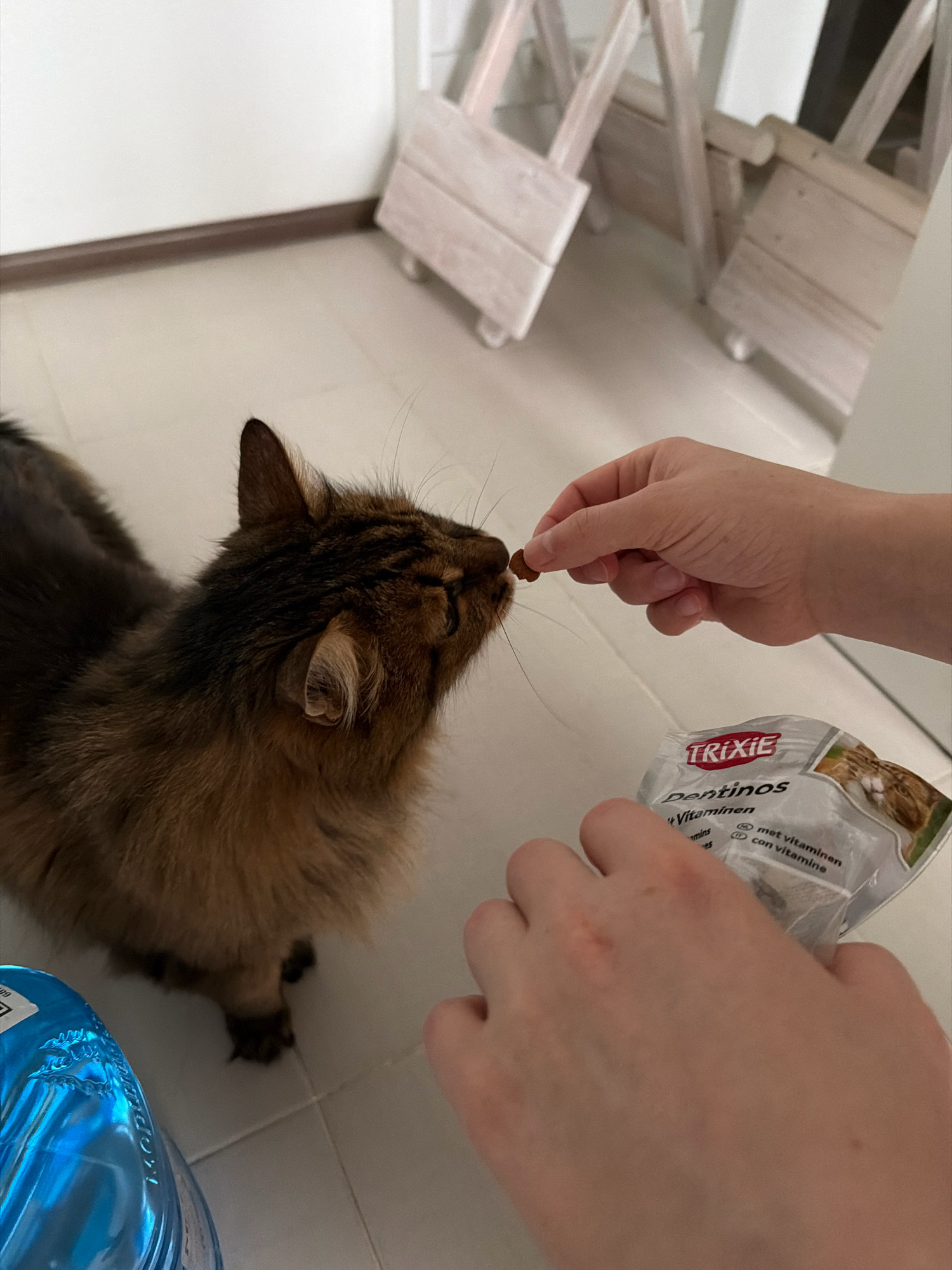 In Kyiv, Ukraine, a person is feeding a long-haired, brown tabby cat from a packet of Trixie Dentinos. The cat is reaching its head towards the treat held between the person's fingers. The scene takes place indoors on a tiled floor. In the background, two wooden decorative chairs are visible against a white wall. A large blue plastic bottle is partially visible in the foreground to the left.