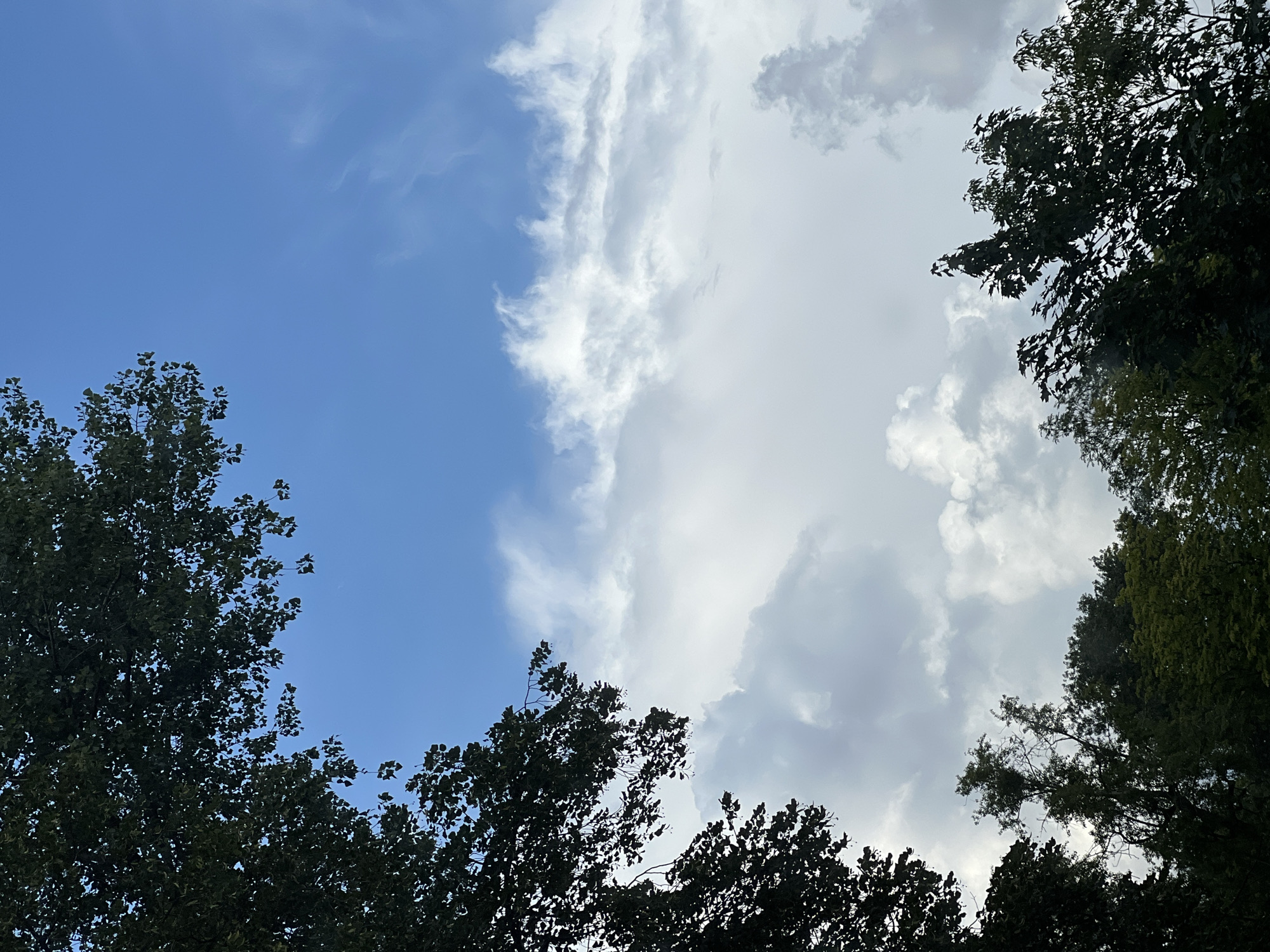 The image shows a view of the sky framed by the dark silhouettes of trees. The sky is a mix of blue and white, with some scattered clouds. The trees are lush and green, with their leaves obscuring parts of the sky. The perspective suggests the photo was taken from ground level, looking upwards. There are no people or discernible landmarks present to indicate a specific location in Warsaw, Poland.