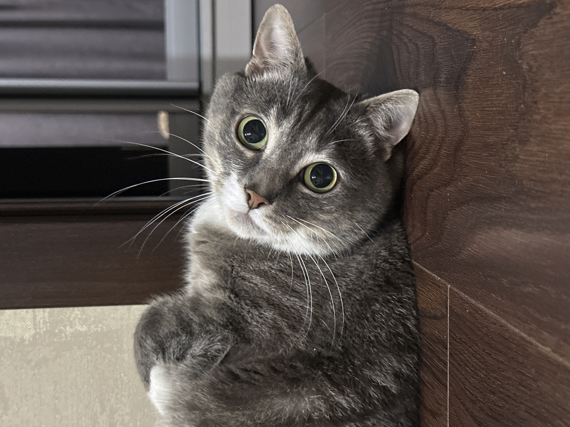 A grey tabby cat is lying on its back on a dark wooden floor. The cat is looking up at the camera with large, green eyes. Its ears are perked up, and its whiskers are fanned out. The cat's fur is soft and fluffy, and it has white markings on its chest and paws. The background is blurred, but it appears to be a room with a door and a window. The lighting is dim, casting shadows on the floor and the cat's fur.