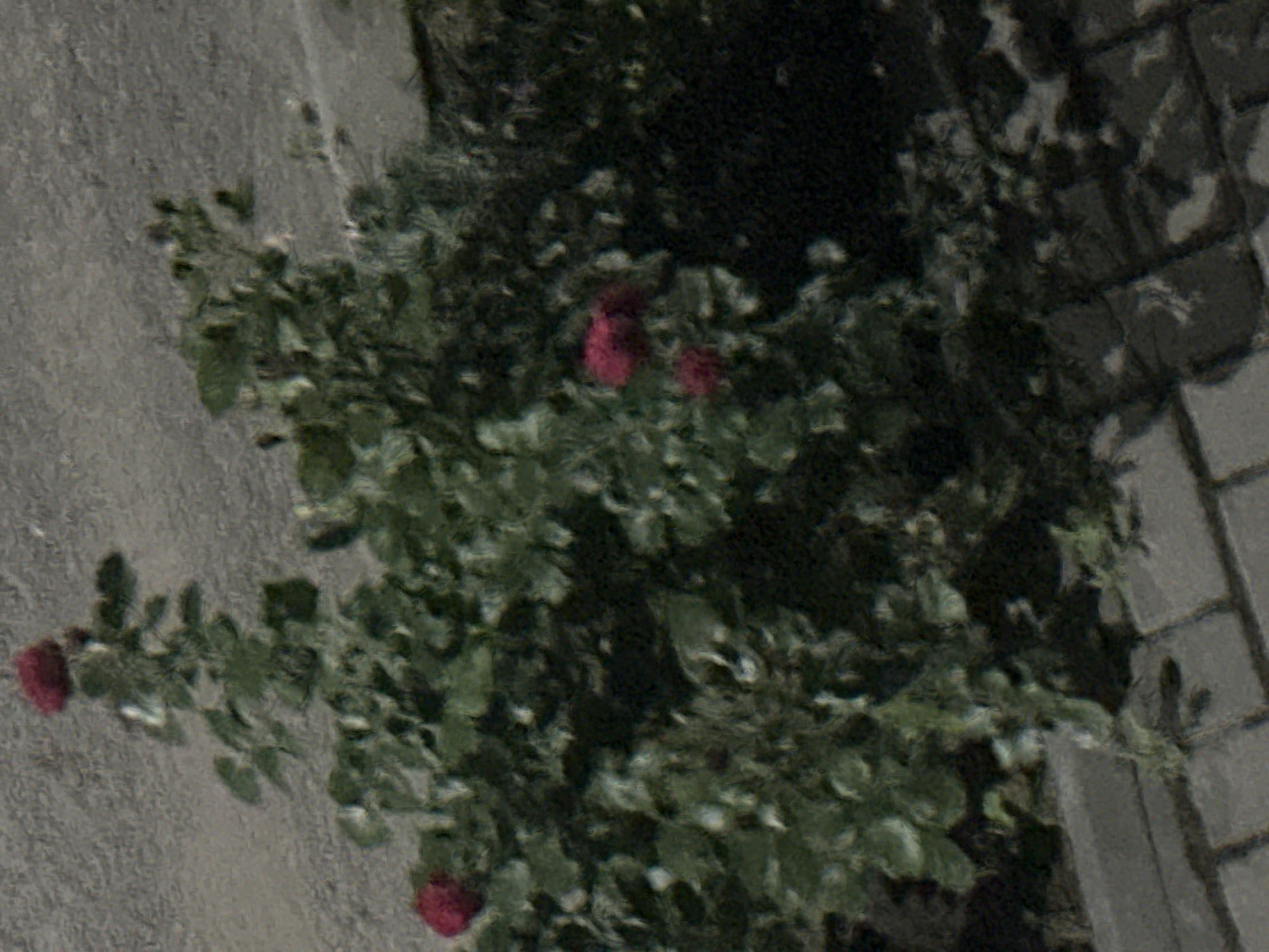 The image shows a bush with several red roses and green leaves against a textured gray background and a brick pathway. The setting appears to be outdoors. There are no people or animals visible. The image quality is poor, with significant pixelation and blurring, making fine details difficult to discern. The specific location in Strășeni, Moldova cannot be determined from the visual information provided.