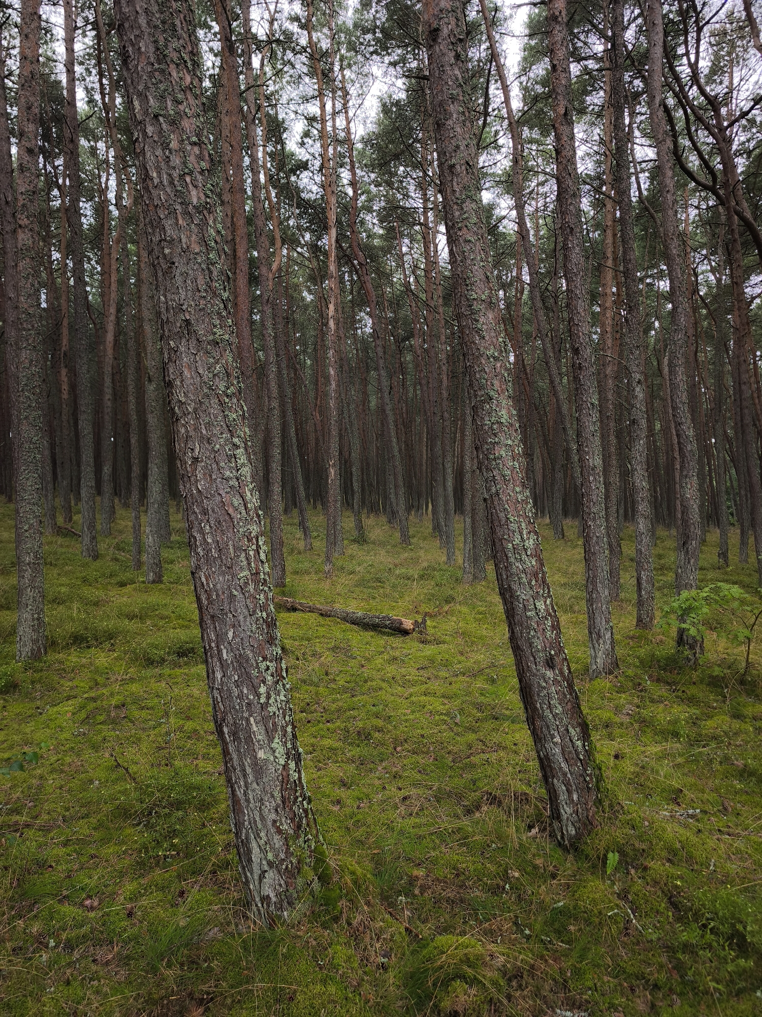 The image depicts a dense forest with a thick carpet of moss and grass covering the ground. Numerous pine trees, varying in thickness and height, stand at an angle, creating a sense of depth and an impression of a gently sloping terrain. Some of the tree trunks are partially covered in lichen. A fallen log lies horizontally on the mossy ground in the middle distance, and a small fern is visible to the right. The lighting suggests an overcast or shaded day. The scene is located in the Curonian Spit National Park, near the village of Rybachii, Kaliningrad Oblast, Russia. There are no people or animals visible in the image.