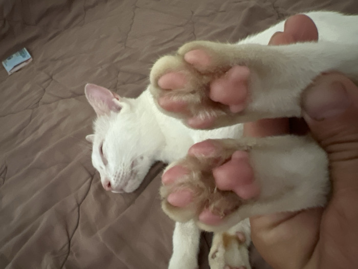 This image, taken in Cam Đức, Vietnam, depicts a close-up scene featuring a white cat and a human hand. The cat is lying on a brown, quilted surface, likely a bed or blanket, with its eyes closed, suggesting it is asleep or resting. A human right hand is holding and displaying two of the cat's front paws, revealing their pink toe beans and larger central paw pads. The cat's fur is predominantly white, with some light spotting visible around its muzzle. In the upper left background, a folded piece of Vietnamese currency, possibly a banknote, rests on the brown quilted surface. The lighting appears to be ambient indoor light.
