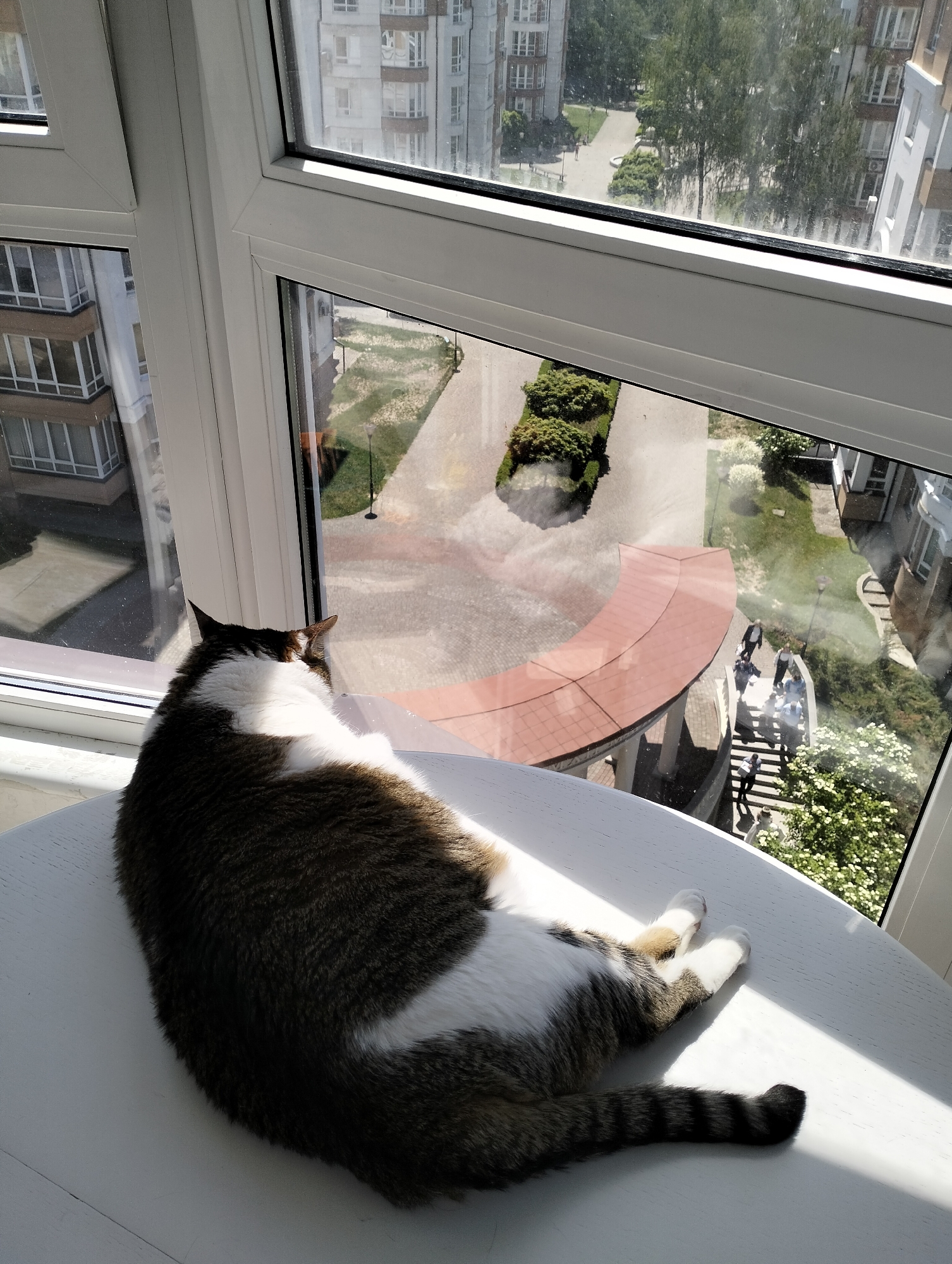 A cat rests on a white table in front of a window. The cat is lying down and appears to be looking out the window. The cat is a mixed color of brown and white. The window looks out onto a residential area in Krykhivtsi, Ukraine. The architecture is modern, with multiple-story apartment buildings and a landscaped courtyard with greenery, walkways, and what appears to be an elevated walkway or gazebo. A group of people can be seen on the stairs near the structure. Bright sunlight streams in through the window.