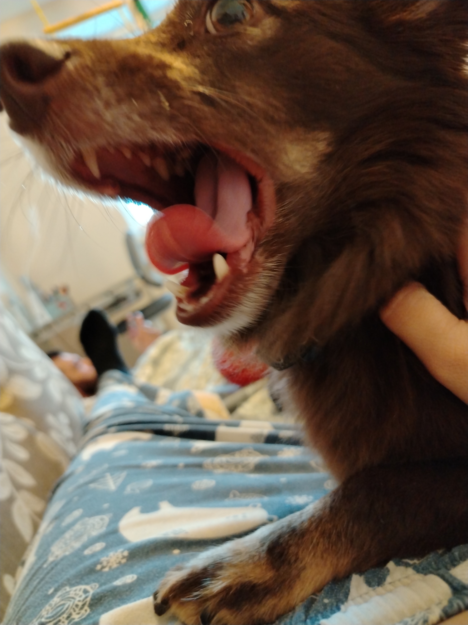 A brown dog, with its mouth wide open, is positioned close to the camera. Its teeth and tongue are visible. Part of a person lying on a bed is visible in the background. The bed is covered with a patterned blanket. A person's hand is holding the dog. A foot with a black sock on it is seen on the bed. The location is unknown.