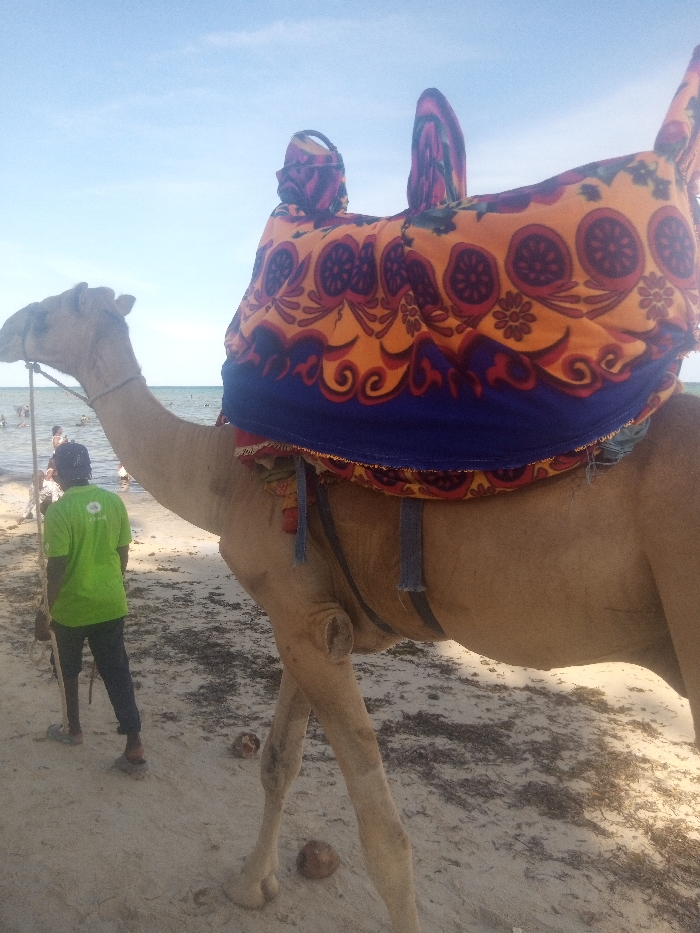 The scene depicts a dromedary camel standing on a sandy beach in Shanzu ward, Kenya. The camel, light brown, is equipped with a brightly patterned saddle cover featuring orange, red, and purple floral/circular motifs with a dark blue lower border. A rope extends from the camel's head. To the left, a male individual stands with his back to the viewer, wearing a bright green t-shirt with a white logo, dark trousers, and sandals, appearing to hold a rope connected to the camel. The foreground beach consists of light sand interspersed with dark organic debris and two visible coconut halves. In the background, numerous individuals are partially submerged in a calm body of water, likely the ocean. The sky above is clear and light blue.