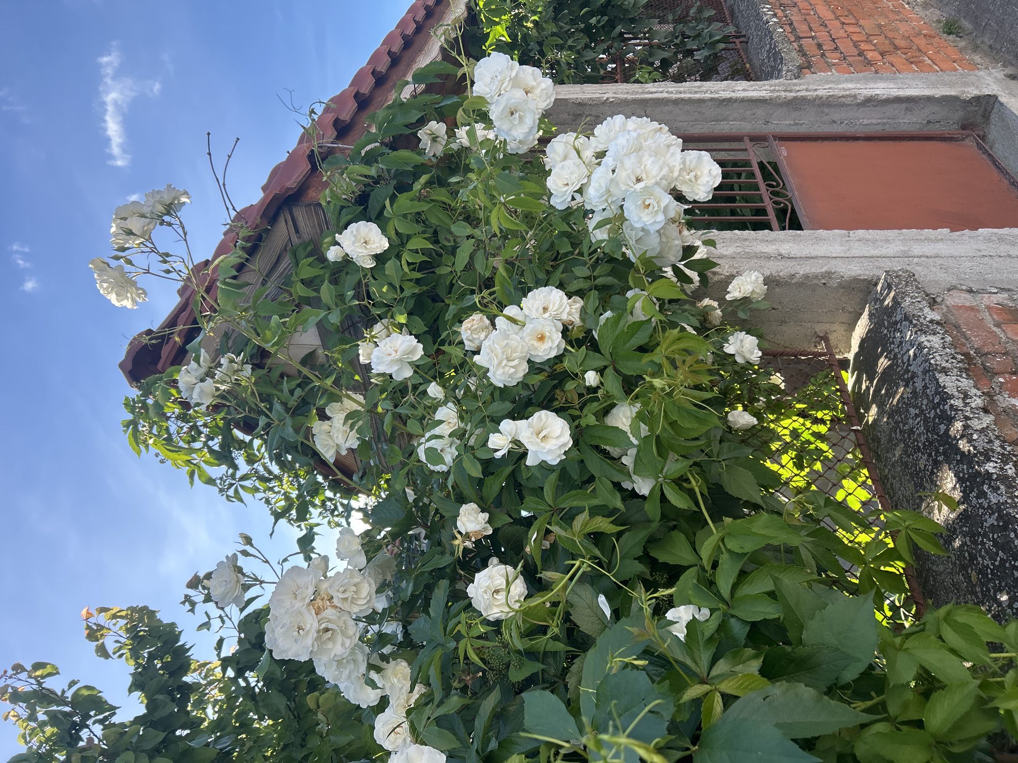 The image shows white climbing roses growing on a building. The building appears to have a red tile roof. The roses are in full bloom, with many individual flowers clustered together. The leaves of the roses are green and glossy. The sky is blue and clear. The location is Elhovo, Bulgaria. It's a low-angle shot focusing on the floral display against the architectural details of the building and the backdrop of the sky. A window or opening covered with metal grates is visible behind the roses. The brick of the building is visible on the right. Some of the greenery around the building appears to be ivy.