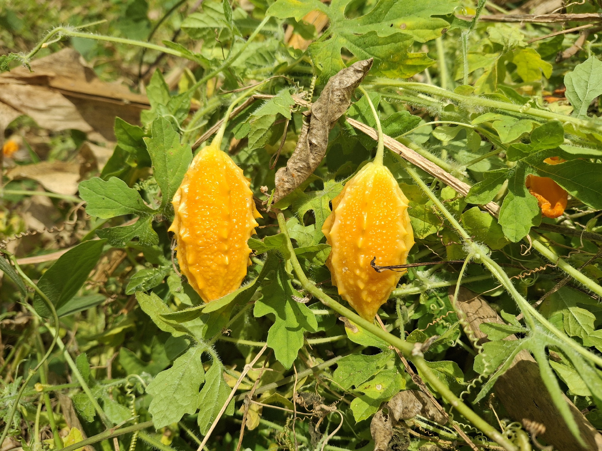 Two ripe, yellow-orange bitter gourds hang among lush green foliage and vines in Denok, Indonesia. One gourd is positioned to the left of center, and the other slightly to the right, both suspended by thin stems. A dried, brown leaf is visible between them, adding texture to the scene. The background is a blur of green leaves and hints of other orange gourds, suggesting a garden or natural setting. The sunlight casts a warm glow, illuminating the textured surfaces of the fruits and the delicate hairs on the plant stems.