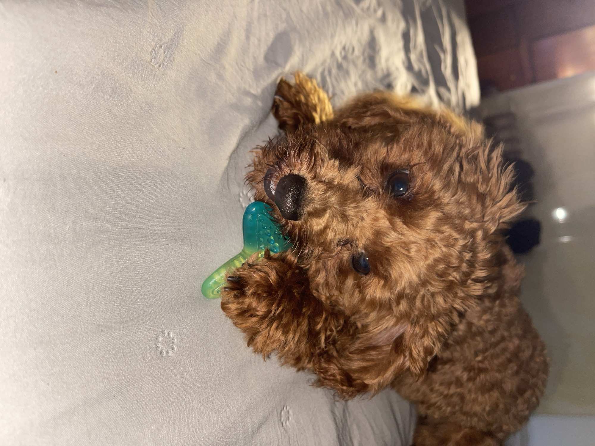 The image presents a close-up of a small, curly-haired dog, likely a poodle or similar breed, lying on a light-colored, soft surface indoors in Sofia, Bulgaria. The dog, predominantly brown with reddish-brown highlights, occupies the right half of the frame, looking directly towards the viewer.
Its facial features are clearly visible, including expressive dark eyes and a prominent black nose. The dog is actively engaged with a translucent, bright green chew toy, which it holds in its mouth. The toy appears to be textured with small bumps or bubbles, designed for chewing.
The setting is an indoor space, with the dog resting on what appears to be a wrinkled, off-white or very light gray sheet or blanket. A faint, repeating circular or floral-like pattern is subtly embossed into the fabric in various areas. The background behind the dog is mostly out of focus, showing darker, indistinct shapes that suggest furniture or a wall in the room.
The lighting is soft and even, typical of an indoor environment, making it difficult to ascertain the specific time of day. The dog's expression appears calm and attentive, suggesting it is either observing something or gently focused on its toy. There is no visible text in the image. The overall impression is one of a peaceful, domestic scene centered around the pet.