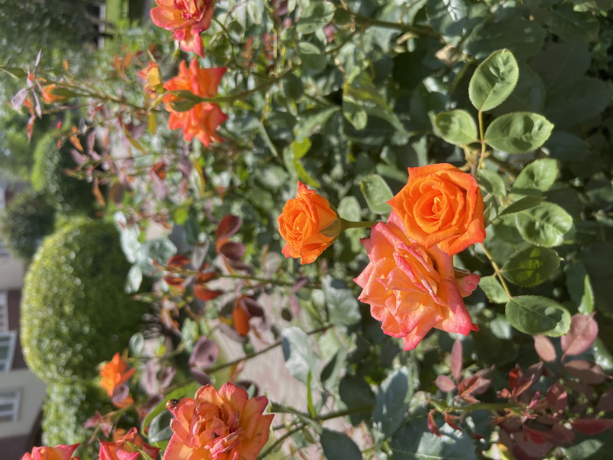 This image shows a close-up of orange roses in a garden with a building and greenery in the background. The roses are in various stages of bloom, with some fully open and others still in bud. The petals are a vibrant orange with hints of pink at the edges. Green leaves and thorny stems are visible, with some reddish-brown leaves scattered throughout. In the background, a building with windows and a curved, trimmed hedge are blurred. The scene appears to be in a residential area. The image does not contain any people or visible actions. The location is identified as Kryzhanivka, Ukraine.