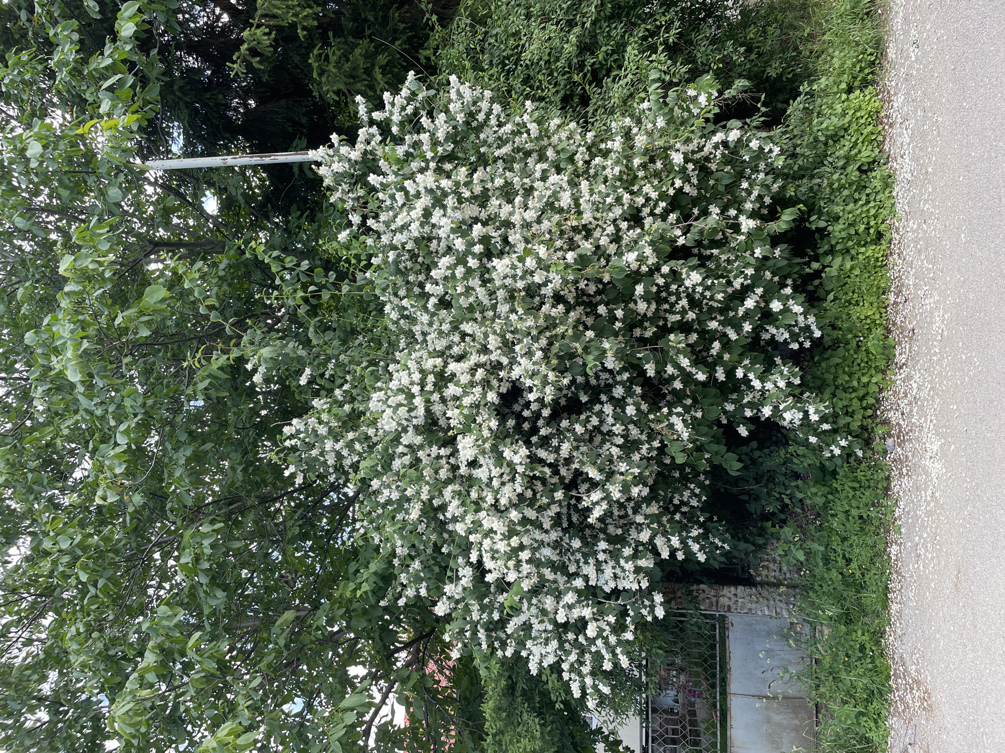 The image depicts a bush overflowing with small white flowers, possibly a mock orange or jasmine, situated in a densely vegetated area. Behind the flowering bush, a large tree with green leaves dominates the upper portion of the frame. To the left of the flowering bush, a section of a weathered metal gate and a stone wall are visible. A tall, slender white pole, possibly a lamppost or utility pole, stands amidst the foliage. The ground in the foreground is an asphalt road covered with a scattering of fallen white petals. The scene appears to be an outdoor setting, likely a residential or park area, given the presence of a fence and vegetation. The context of Sofia, Bulgaria, is not directly evident from visual cues within the image itself.