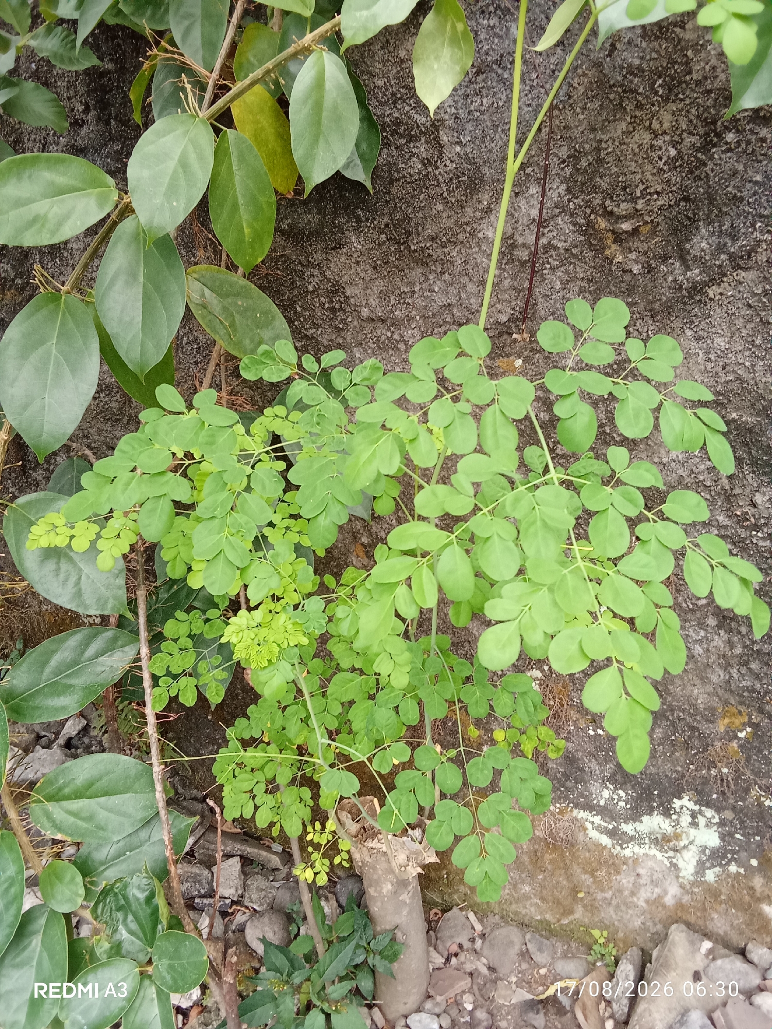 The image is a close-up, high-angle shot of a plant with small, light green, oval-shaped leaves, likely a Moringa Oleifera seedling, growing against a rough, weathered concrete wall. The plant's delicate stems and leaves are the primary focus, with some larger, darker green leaves from another vine-like plant visible in the upper left and lower left corners. The ground beneath the plant is covered with small stones, debris, and dry organic matter. The lighting suggests it is daytime, with soft shadows indicating an overcast sky or indirect sunlight. The timestamp "17/08/2026 06:30" and "REDMI A3" are visible in the bottom right and bottom left corners respectively. There are no people or animals in the image. The overall environment appears to be an outdoor, somewhat neglected area, possibly a garden or alleyway.