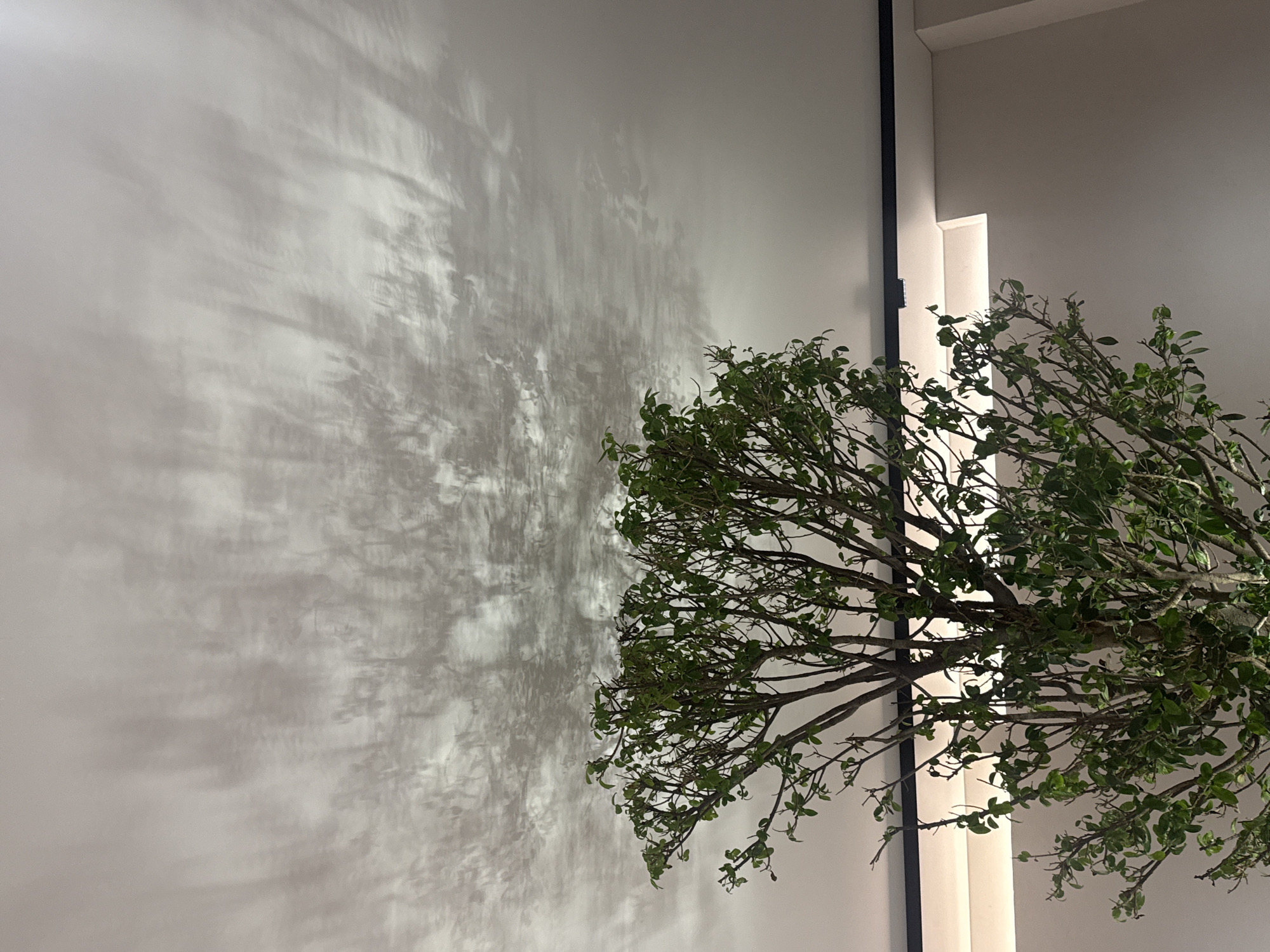 An indoor or semi-indoor scene features a lush green plant with numerous small leaves and thin branches, positioned on the right side of the frame. The plant casts intricate, dappled shadows that stretch across a light-colored, plain wall, dominating the left and central areas of the image. The shadows, created by a strong light source, reveal the detailed outlines of leaves and branches, giving the wall a textured, dynamic appearance.
To the right of the plant, a dark, vertical line, possibly an architectural feature or part of a light fixture, runs from the top towards the bottom. Adjacent to this line, a vertical strip of bright, recessed lighting or a decorative panel is visible behind the plant's foliage. The overall lighting is bright, highlighting the contrast between the green foliage and the light-toned wall. The scene is static, depicting no activity or individuals. While the context indicates Batumi, Georgia, the image itself does not contain specific geographical cues. No text is visible in the image.