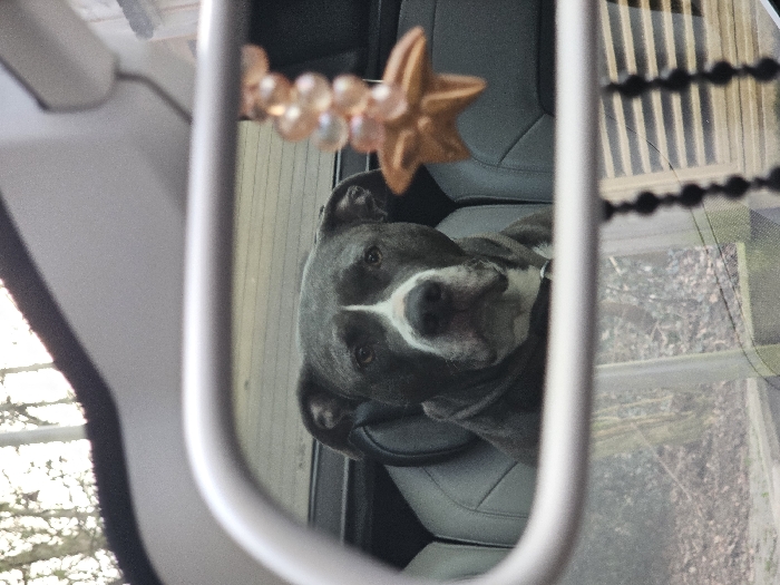 In Schifflange, Luxembourg, a grey American Staffordshire Terrier type dog is depicted seated in the rear passenger compartment of a vehicle, viewed through its rearview mirror. The dog features a white muzzle, chest, and forehead stripe, possessing dark eyes, and is oriented to face forward. A decorative item, consisting of translucent beads culminating in a bronze starfish charm, hangs to the right within the mirror's reflection. The silver frame of the rearview mirror and a portion of the vehicle's light-colored headliner are visible in the foreground. The reflected background outside the vehicle shows bare trees, ground debris, and a partially obscured structure with horizontal elements in the lower right.
