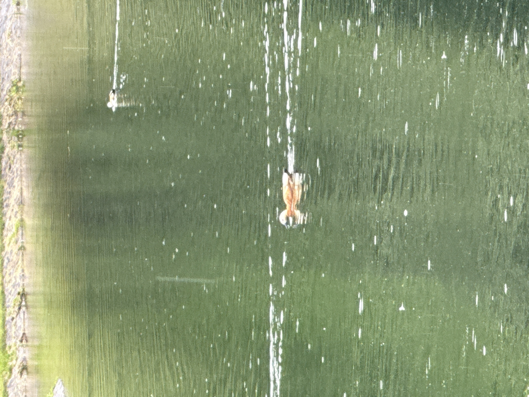 A body of water, likely a pond or lake, is shown with ripples on its surface and small white specks that could be reflections or debris. In the middle ground, a single brown and white duck swims from right to left, leaving a wake behind it. In the background, further to the right, another duck is visible, also swimming. The bank of the body of water is visible in the upper portion of the image, consisting of textured rocks and green vegetation. The overall impression is of a natural or park-like setting. The location is not specified within Moscow, Russia.