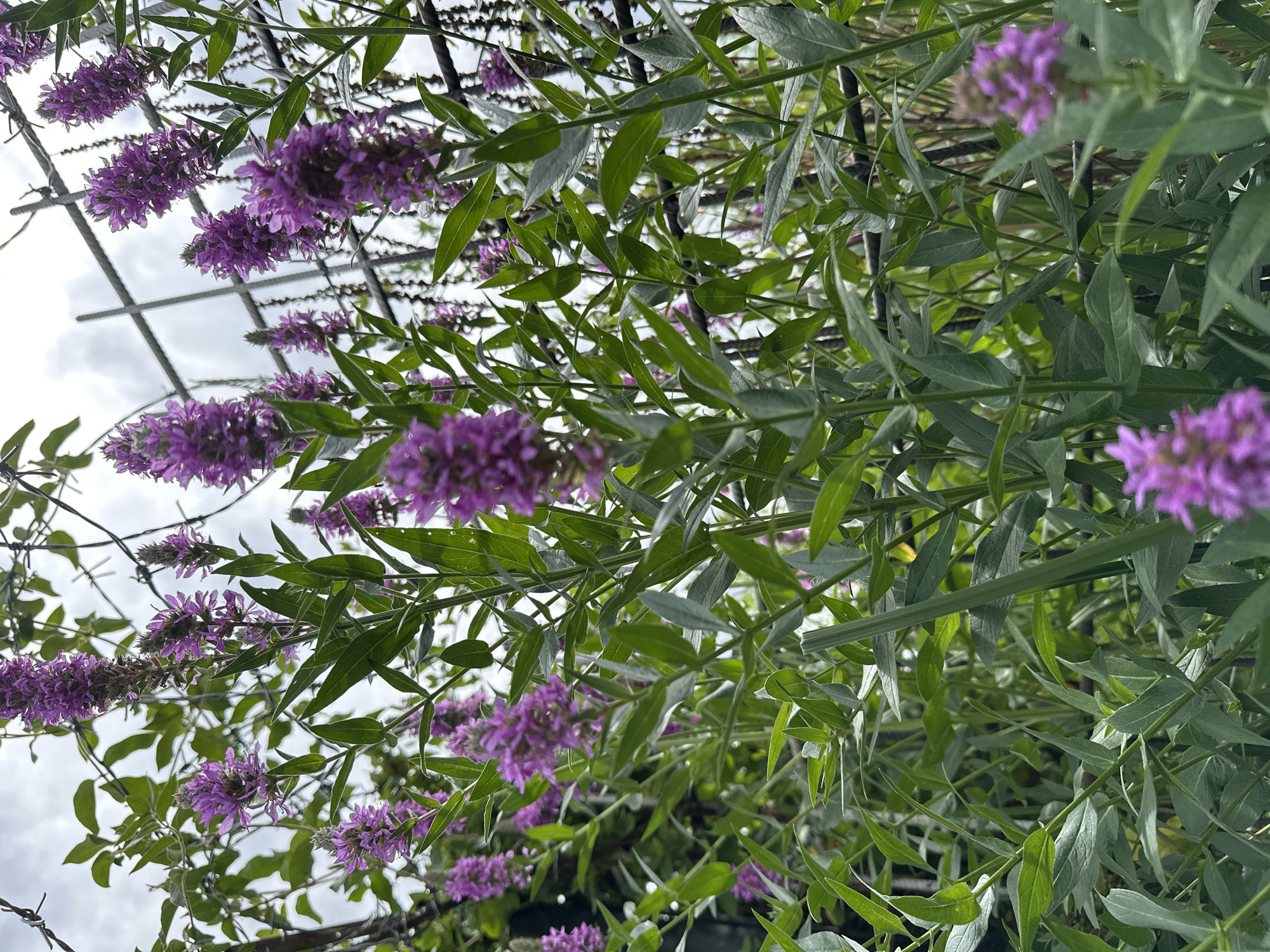 The image shows a close-up, low-angle view of purple flowers and green foliage, likely taken outdoors in a garden or natural setting. The flowers are clustered in elongated spikes and appear to be in bloom. The leaves are long and narrow, with some showing a slightly fuzzy texture or a grayish-green hue. Some metallic elements, possibly part of a fence or trellis, are visible in the background, along with a cloudy sky. The overall impression is one of lush greenery and vibrant floral color against a muted, overcast sky. The orientation of the image is somewhat tilted, with the sky appearing to be at the top and the ground at the bottom. The lighting suggests it is daytime, but the cloudy sky indicates overcast weather, perhaps late morning or afternoon. There is no text visible in the image, and no people are present. The scene conveys a sense of natural beauty and tranquility.