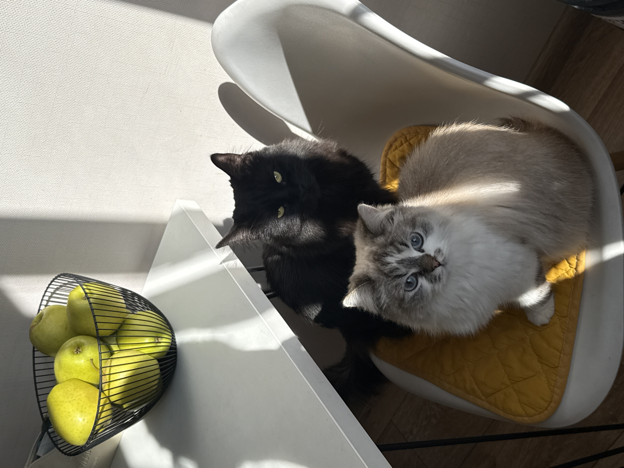 Two cats, one black and one light gray and white, are sitting in a white chair with a yellow quilted cushion. A black wire basket filled with green apples sits on a white table next to the chair. Sunlight illuminates the scene, casting shadows on the wall and floor. The location is not discernible from the image.