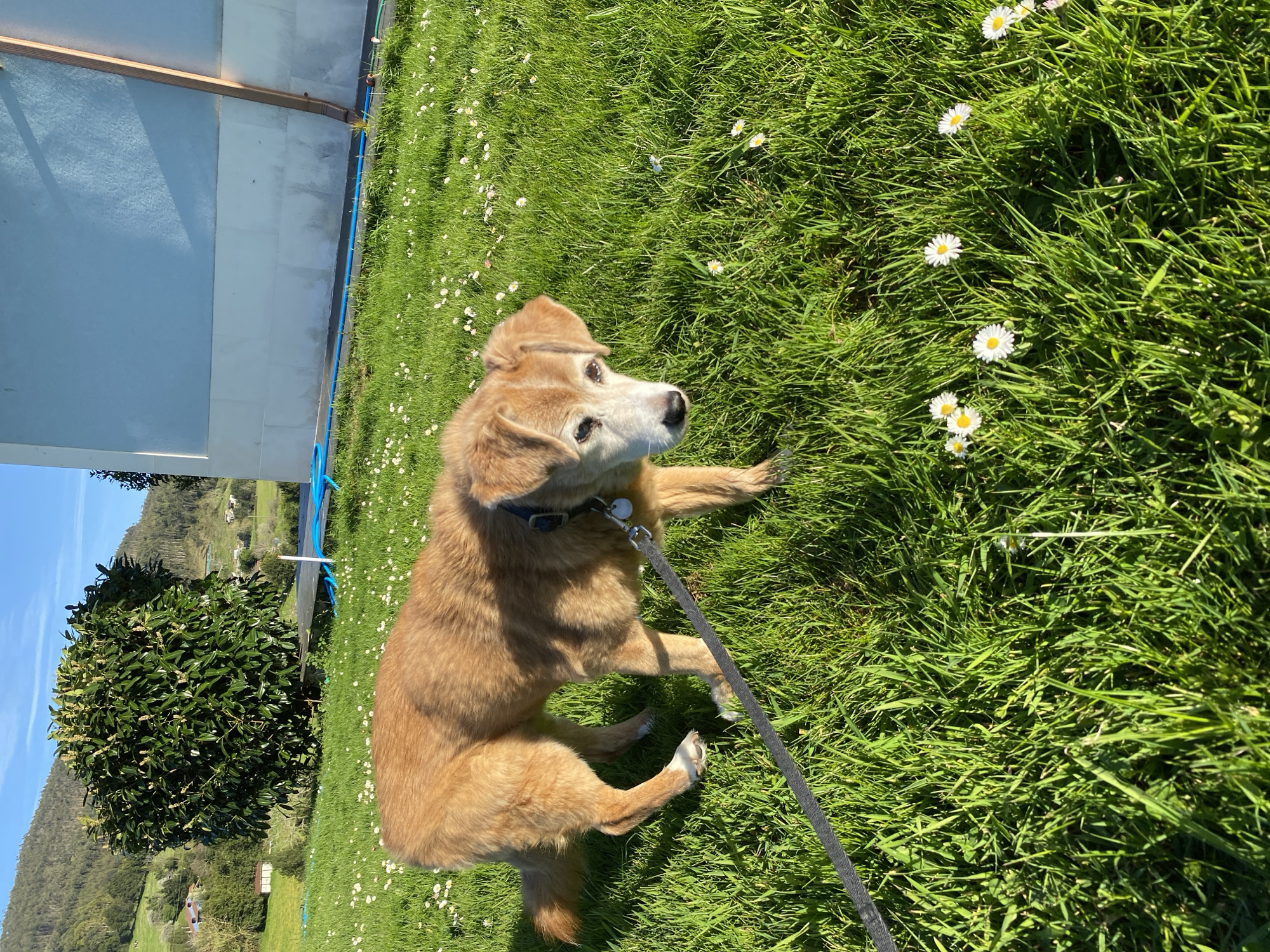 A medium-sized, light-brown dog is sitting on a lawn with white daisies scattered throughout. The dog has a white muzzle and a black collar. A black leash is attached to the collar. To the left of the dog is a building with light blue panels. Beyond the dog and building is a green shrub and a view of rolling hills. The photo was taken outside in Villaviciosa, Spain on a sunny day.