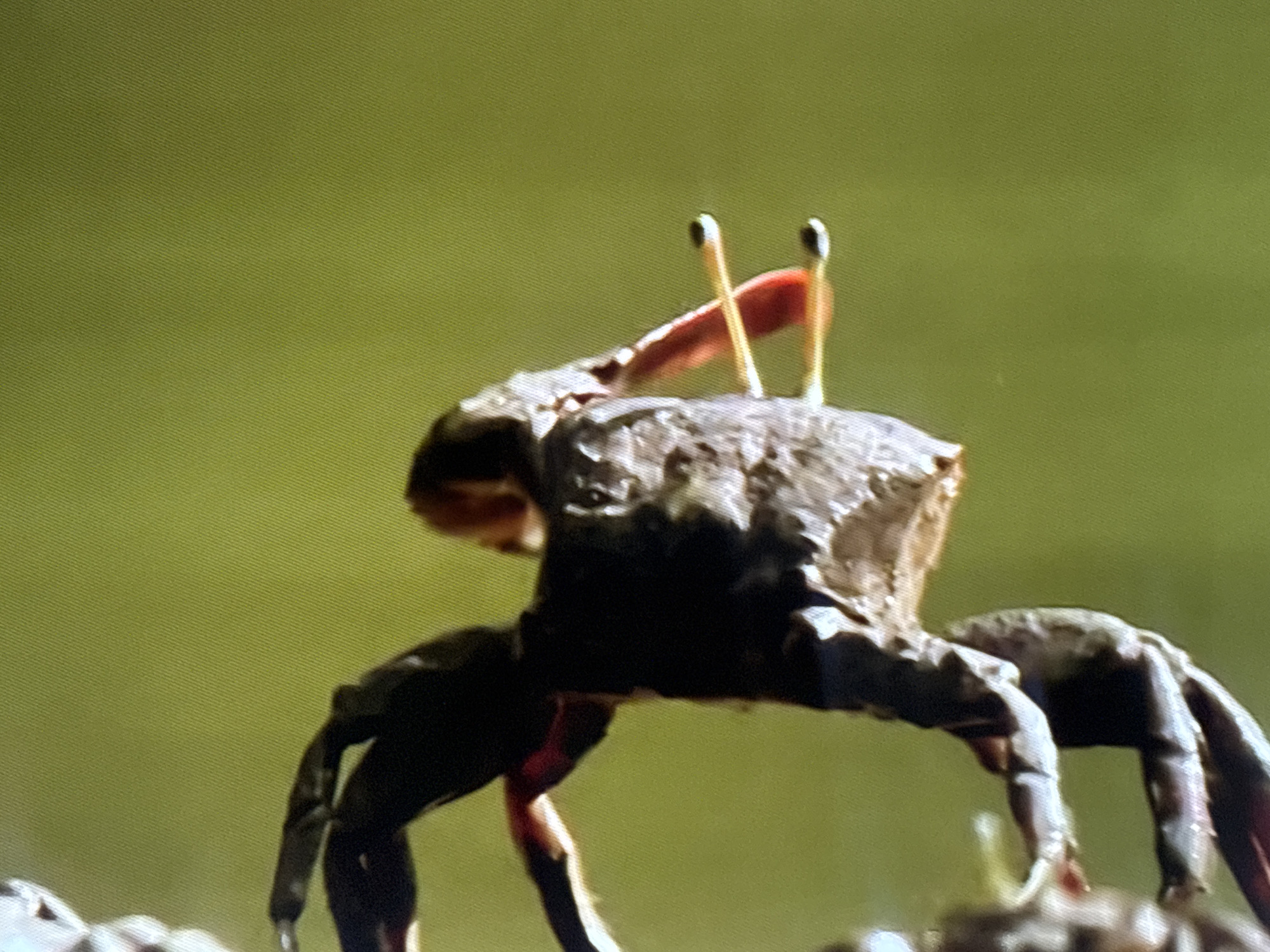 The image shows a close-up of a crab with a textured, brown carapace. The crab has two prominent eye stalks, each topped with a small, dark eye. A portion of a reddish-orange limb, possibly a claw, is visible extending from the top of its body. Its legs are dark and segmented. The crab is positioned on a rough, textured surface, the details of which are not entirely clear due to the shallow depth of field. The background is a soft, out-of-focus blur of a light green color, suggesting an outdoor natural setting, possibly with foliage or water. The lighting appears to be natural, with soft shadows indicating it might be daytime. No people, text, or specific landmarks are visible. The focus is entirely on the crab.