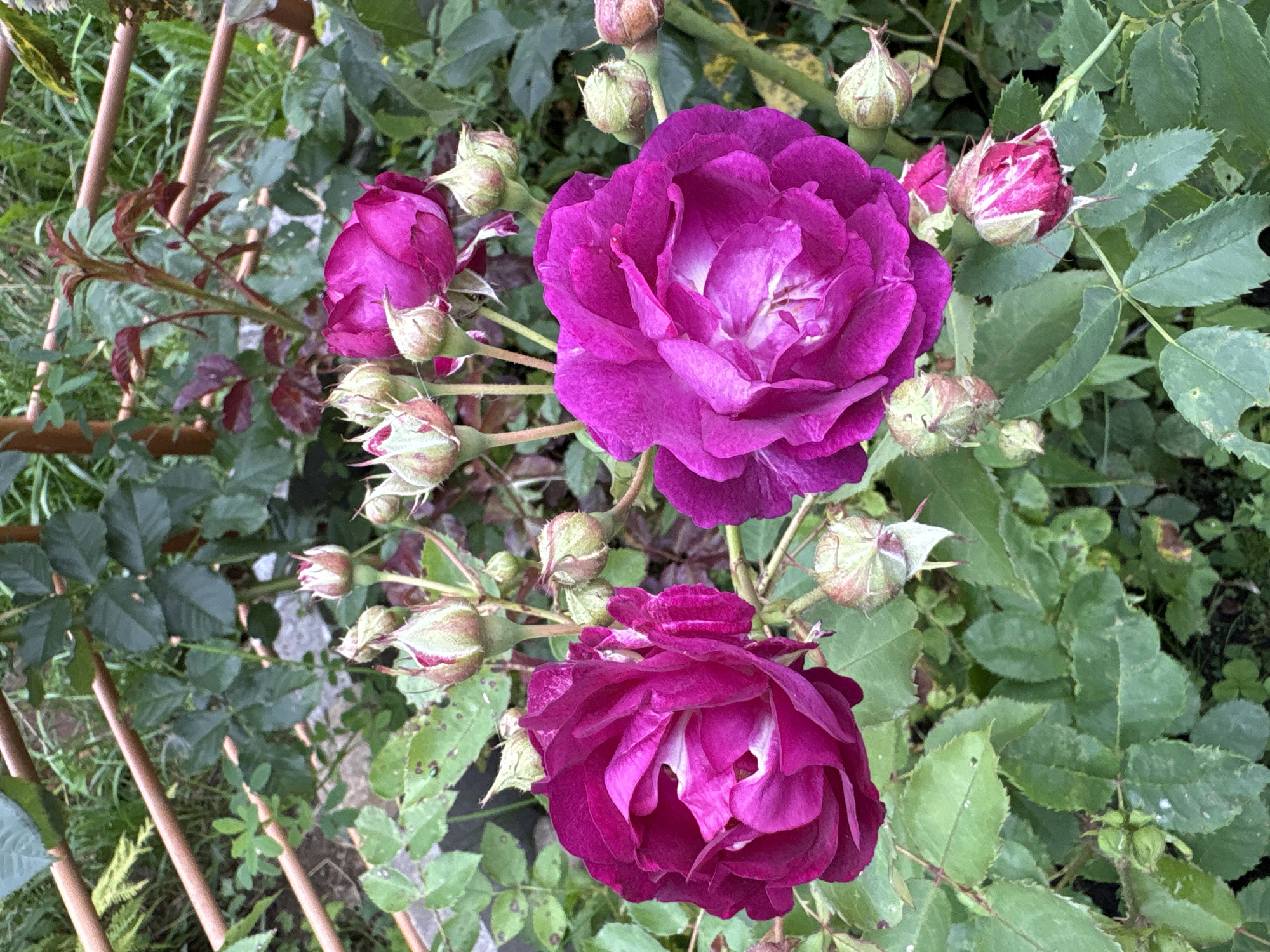 This is a close-up, eye-level, outdoor photograph of a cluster of pinkish-purple roses in what appears to be a garden. Two fully bloomed roses are prominently featured in the foreground, one on the left and one on the right, with multiple rose buds scattered around them. The roses are the main subject, with their petals unfurling to reveal lighter pink or white centers. The background consists of green foliage, darker red leaves, and a blurred wooden trellis structure. The lighting suggests it is daytime, possibly overcast given the soft shadows. The scene is located in Lyady, Russia.