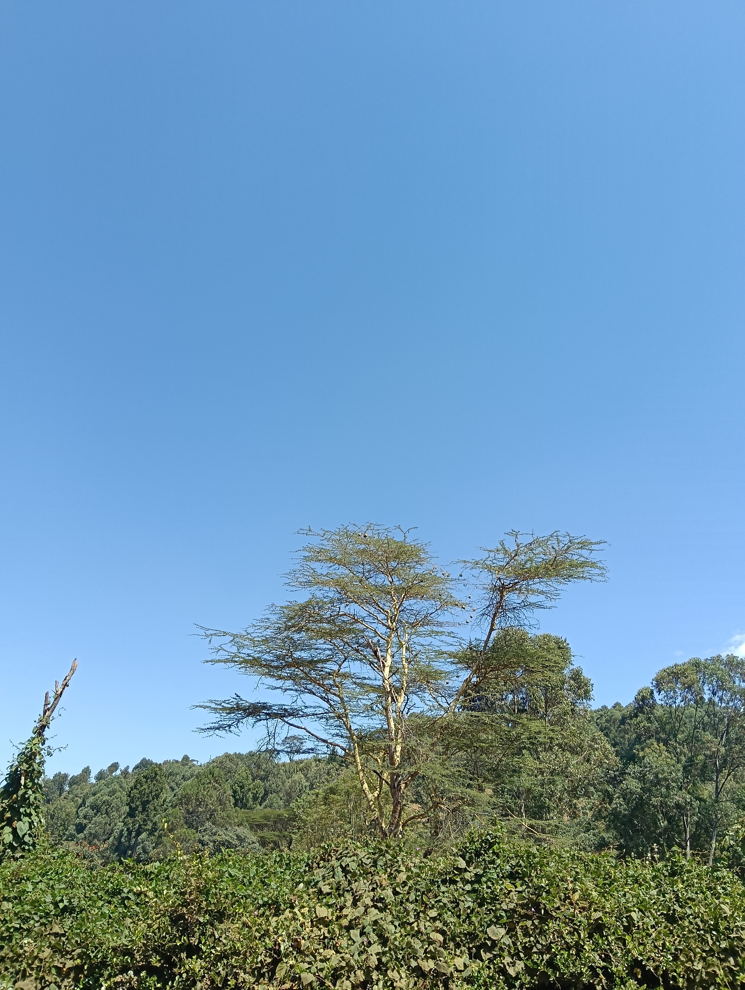 The image depicts a natural landscape with dense green foliage in the foreground and a forest-covered hillside in the background. The sky is clear and blue. A few trees are visible, including a prominent one with a light-colored trunk and sparse, feathery branches in the center of the frame. Another tree with thick green leaves and vines is on the left. The location is described as being in the city of Keekonyokie ward, Kenya. There are no people or animals visible in the image.