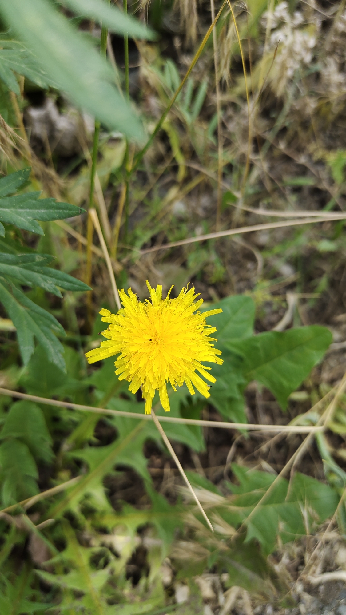 A single, bright yellow dandelion flower is in focus in the center of the frame. The dandelion has many thin, ray-like petals that radiate outward from a central disk. It is surrounded by green leaves and dry, straw-colored grass. The background is blurred, suggesting a shallow depth of field. There is a small dark speck on the center of the dandelion. The image appears to be taken outdoors in a natural setting.