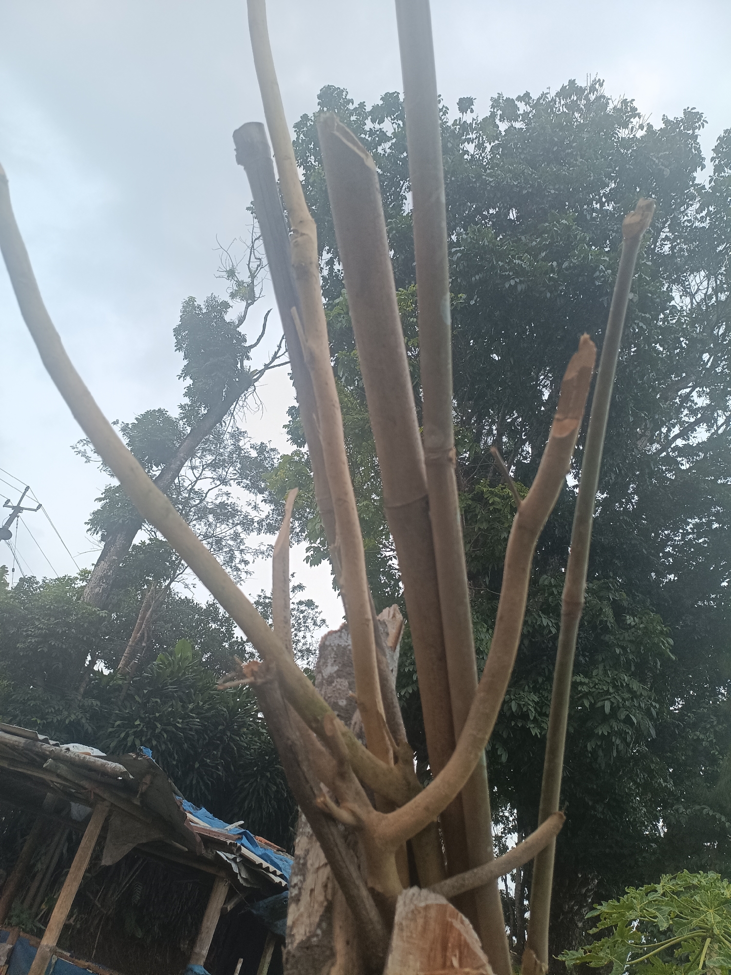 The image depicts a close-up view of several cut tree branches or bamboo stalks in the foreground, with their rough, weathered textures and varied diameters visible. Behind these, a dense canopy of green trees dominates the background, partially obscuring a cloudy sky. To the lower left, a makeshift structure with a corrugated metal roof and wooden supports is partially visible. The scene is set in Kadununggal, Indonesia, suggesting a rural or semi-rural environment, possibly after some form of tree trimming or clearing. No people or specific actions are depicted. The overall impression is one of nature and human intervention in a tropical or subtropical setting.