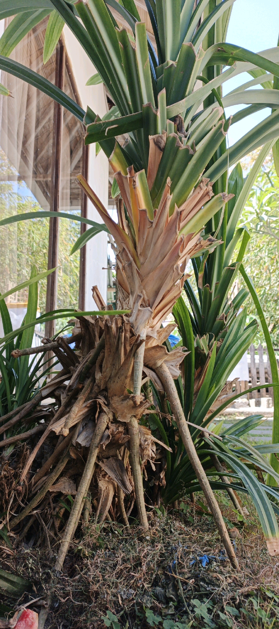 The image shows a close-up, eye-level shot of a large pandan plant with thick, woody aerial roots in Sukawati, Indonesia. The plant is located outdoors, near a building with a window and a thatched roof visible in the background, suggesting a residential or garden setting. The pandan plant is the primary subject, with its distinctive green, strappy leaves extending upwards and outwards. The base of the plant is characterized by a dense tangle of dried, brown aerial roots and some leaf debris. The ground around the plant is covered with dry grass, small green plants, and a piece of blue plastic. The lighting indicates it is daytime, with sunlight casting some shadows. There are no people or animals visible in the image.