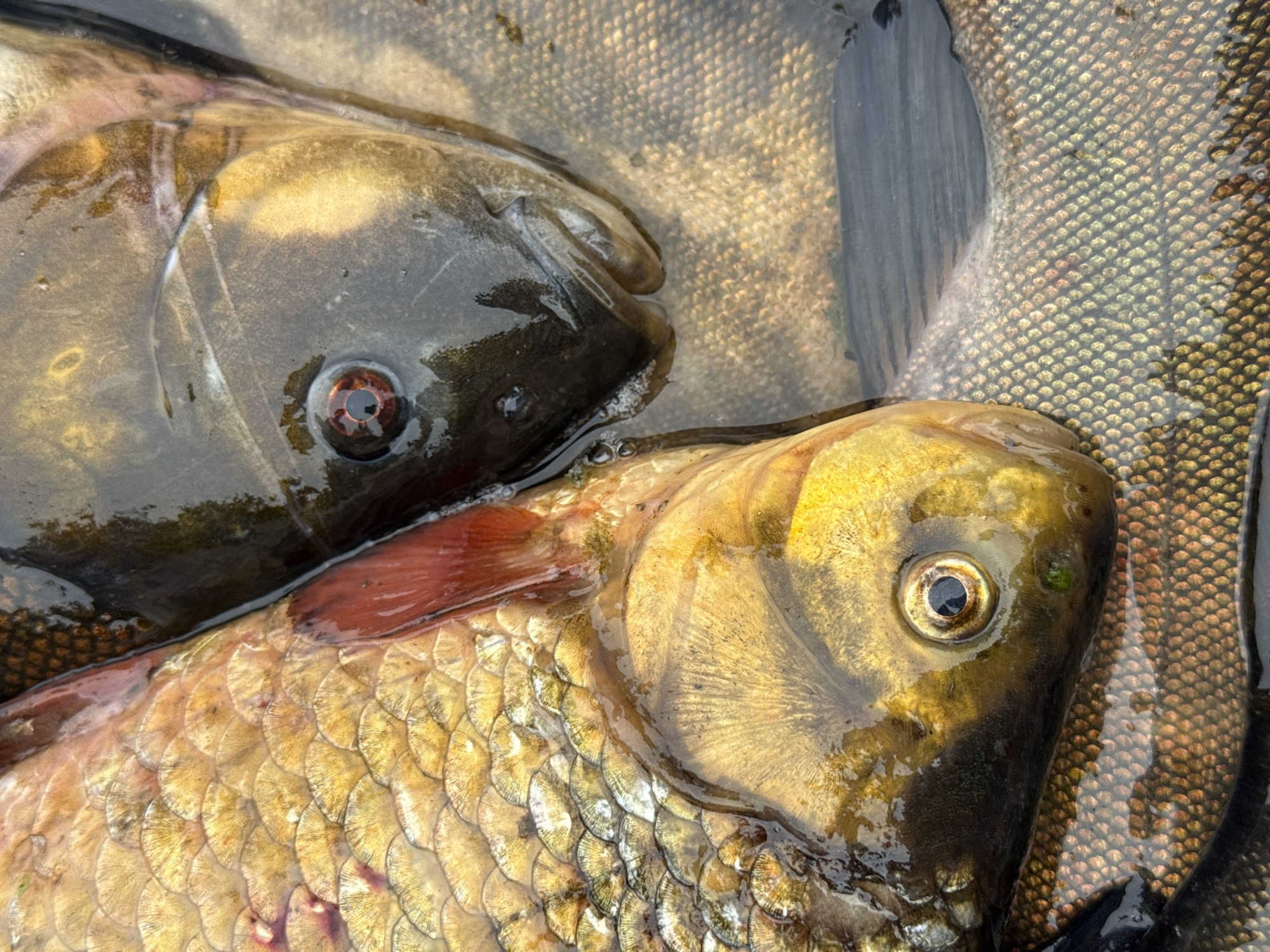 This is a close-up, overhead shot of two dead fish lying on a net in water. The fish are likely carp, given their size and coloration. The fish on the left is lighter in color, with golden scales and a red fin. The fish on the right is darker, with a greyish-brown head and a red-rimmed eye. The scales of both fish are visible, as is the wet texture of their skin. The water appears murky and reflects the fish. The net beneath them is visible as a textured surface. The image provides no discernible details about the specific location in Прикамский, Russia, beyond the implication of being in or near a body of water where fishing might occur.