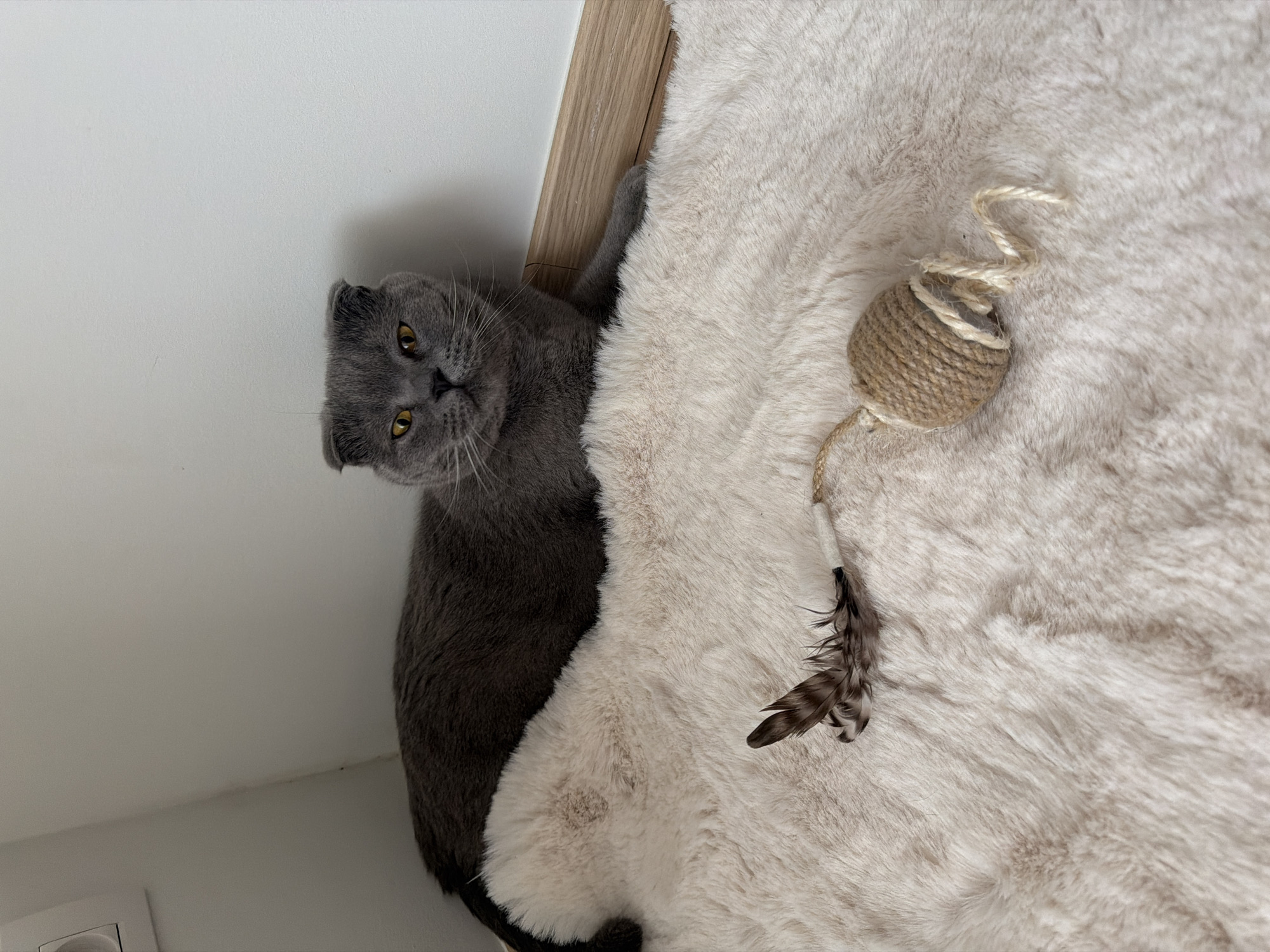 A grey Scottish Fold cat with yellow eyes is lying on a fluffy, light-colored rug in a corner of a room. The cat is looking directly at the camera. In front of the cat, on the rug, is a cat toy consisting of a small ball of twine with a feather attached. The room appears to be a domestic interior, likely a home. The scene is brightly lit, suggesting natural or artificial indoor lighting. The specific location in Turnhout, Belgium, cannot be determined from the image alone.
