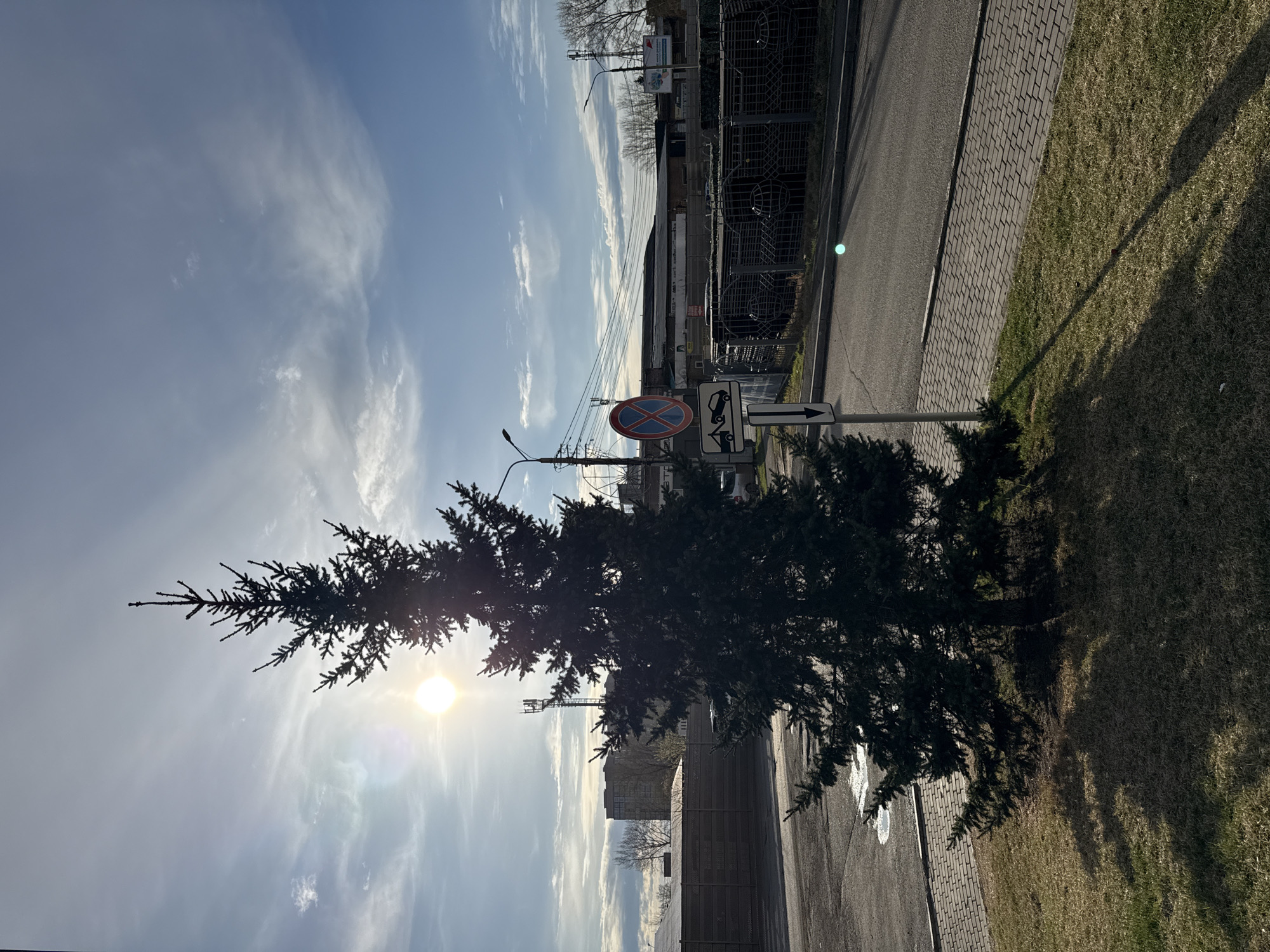 The image shows a street scene, likely in Krasnoyarsk, Russia. In the foreground, a pine tree is positioned between the camera and the sun, obscuring the sun slightly with branches. To the right of the tree is a grass verge, bounded by a concrete-brick pedestrian path and then an asphalt road. Behind the tree and on the other side of the road, is a row of buildings and a fence. A traffic sign showing "no stopping" and a sign indicating direction for towed vehicles are visible next to the pine tree. The sky is blue with streaks of clouds.