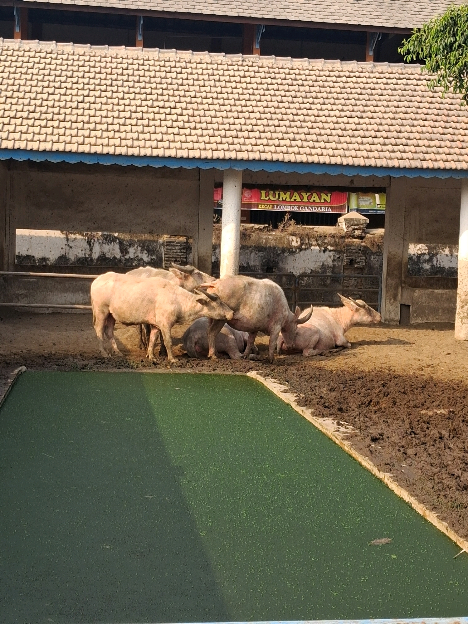 A herd of albino water buffaloes are gathered in a muddy enclosure. One buffalo stands prominently in the foreground, its back to the viewer, while others lie down or huddle together. The enclosure has a sandy, muddy floor and is partially covered by a tiled roof supported by pillars. A green, algae-covered pool is visible in the lower left of the image. In the background, a sign reads "LUMAYAN KECAP LOMBOK GANDARIA." The overall scene suggests a rural or agricultural setting, possibly a farm or sanctuary. The location is in the city of Surakarta, Indonesia.