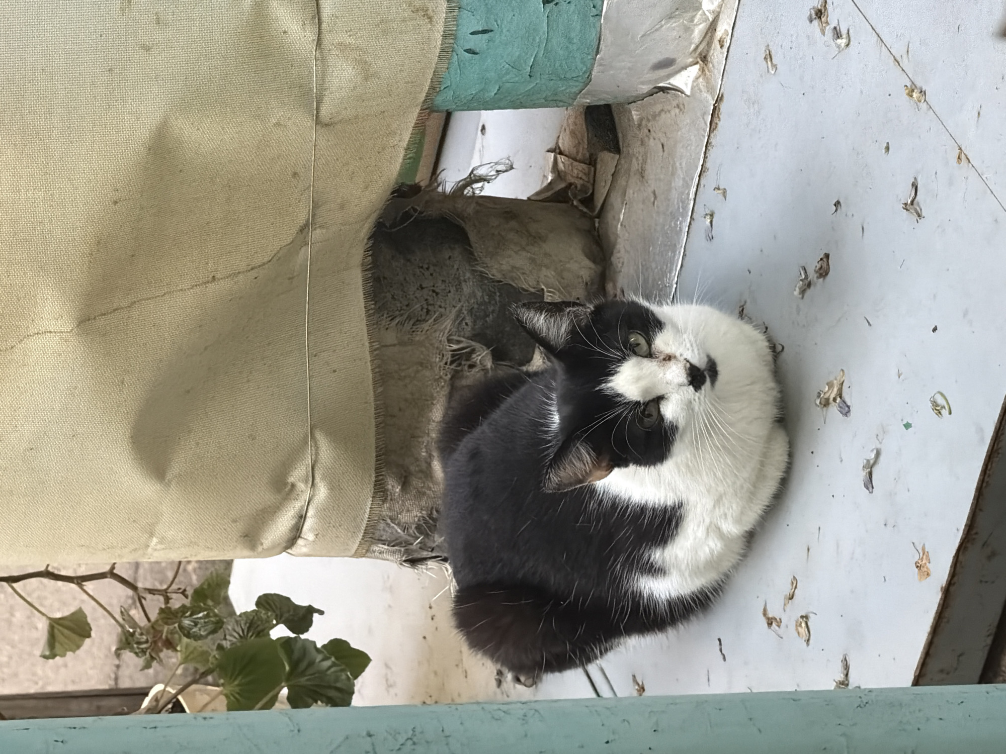 The scene depicts a black and white cat resting on a light-colored surface. The cat is curled up in a loaf-like position. To the left of the cat is a beige fabric material and a plant with green leaves is visible at the bottom left. The background is blurred, making it difficult to identify the specific location. Since there is no information provided that could confirm the image's location is Beryozovy, Russia, that cannot be verified.