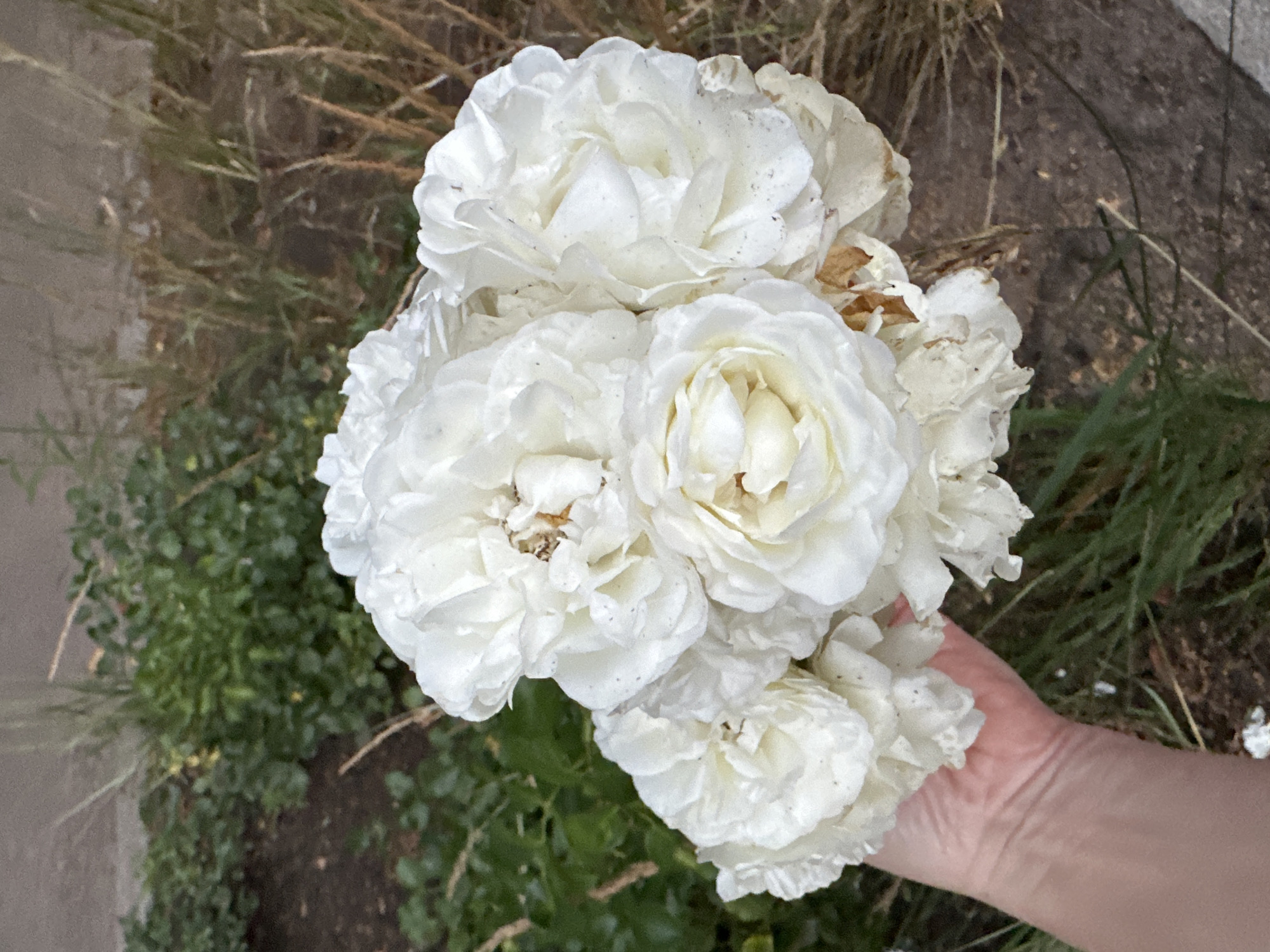 An overhead shot shows a hand holding a bouquet of white roses. The roses are densely packed and some petals show signs of browning. The hand is lightly tanned and has a delicate appearance. The background consists of blurred green foliage and dry grass, suggesting an outdoor setting. The ground appears to be dirt or gravel. The image is taken in Kyiv, Ukraine.