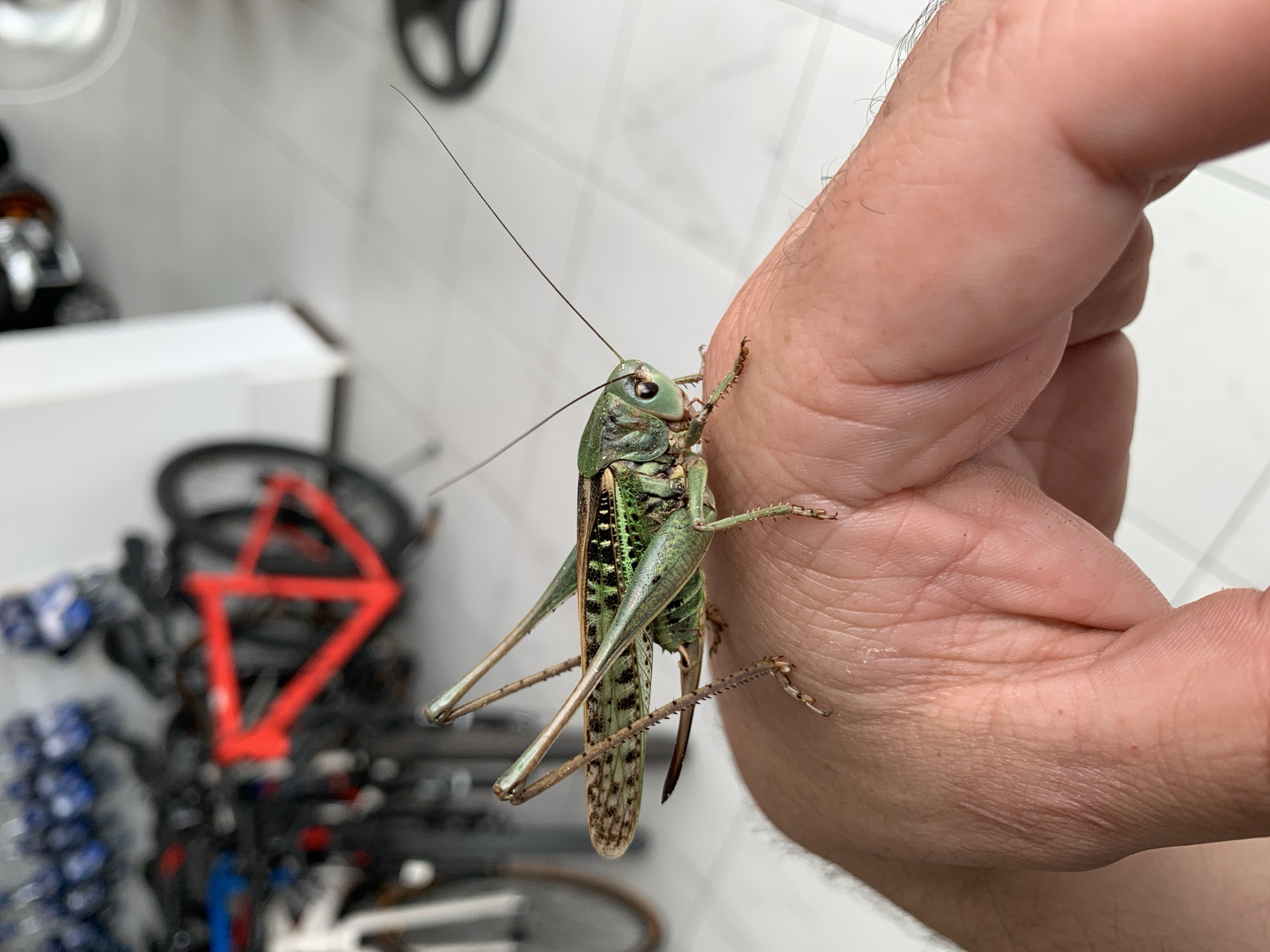 The image shows a close-up of a grasshopper perched on a person's hand. The grasshopper is green with brown markings and has long antennae and spiky legs. The hand is fair-skinned with some visible hairs. In the background, blurred bicycles are visible, suggesting the setting might be a bicycle shop or a storage area. The floor appears to be tiled. There are no discernible elements in the image that would indicate the location being Kropotkin, Russia.