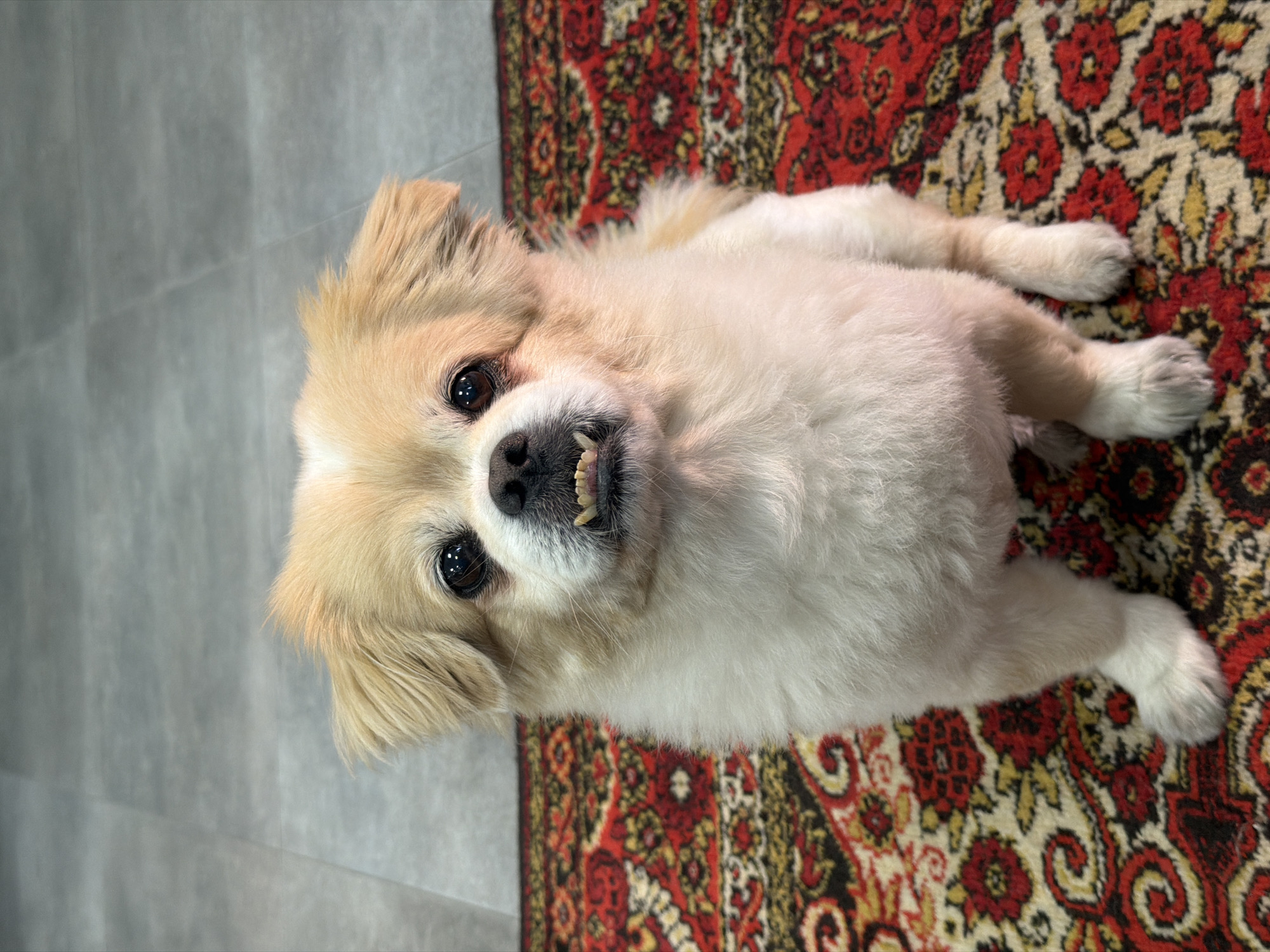 A tan and white Tibetan Spaniel is sitting on a red, patterned rug. The dog is facing the camera with its mouth slightly open, revealing its teeth. The floor behind the dog appears to be tiled. The image was taken in Sofiivska Borshchahivka, Ukraine.