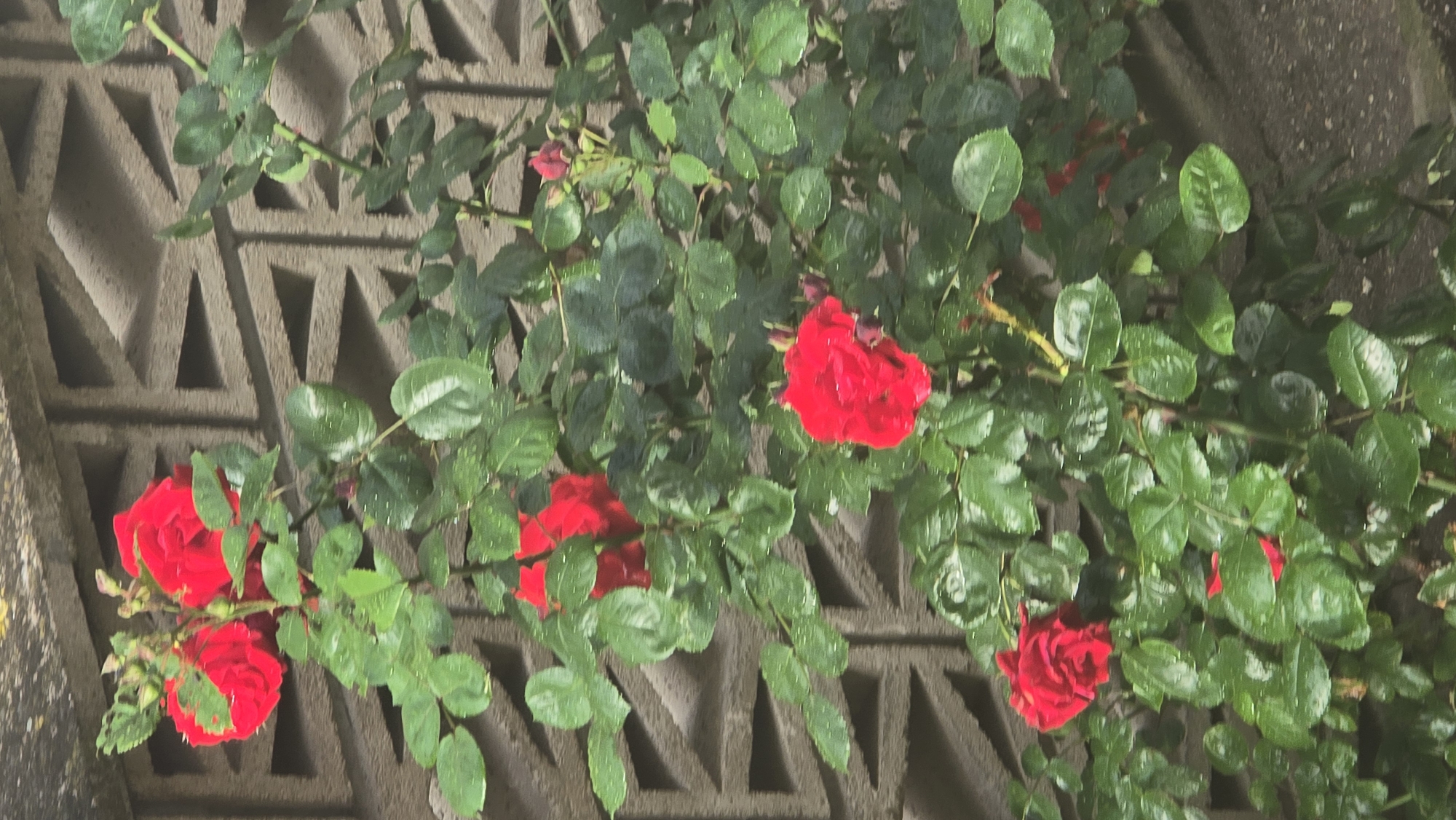The image displays a close-up view of a vibrant red rose bush set against a distinctive concrete wall. Several red roses are in full bloom, scattered throughout the frame, accompanied by numerous lush green leaves. Some smaller rosebuds are also visible among the foliage. The leaves appear to be covered in small water droplets, suggesting recent rain or morning dew, and reflecting soft light.
The background is a greyish-brown concrete wall featuring a repeating, relief-patterned design composed of interlocking triangles or zig-zags. This geometric pattern provides a structured backdrop to the organic shapes of the plant. The lighting is soft and natural, indicating either early morning or late afternoon, casting gentle shadows that define the wall's texture and highlight the freshness of the leaves.
There are no people or specific activities depicted. The scene is a still life focused on nature's beauty. The overall impression is one of natural freshness and color against an architectural element. No text is visible in the image. The location context for this scene is Varna, Bulgaria.
