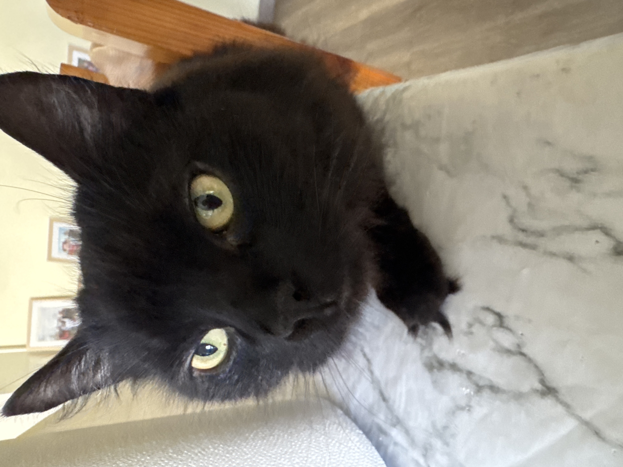 The image primarily features a black cat, its head being the central subject. The cat has striking, large green-yellow eyes with dark, slit pupils, giving it an alert and curious expression. Its fur is predominantly black and appears somewhat fluffy, with hints of lighter, possibly white or grey, fur visible around its chin and neck area. The cat is positioned as if peering over the edge of a light-colored surface, which has a grey, marble-like pattern. One of its paws, with visible claws, rests on this surface.
In the blurred background, there's a warm, wooden structure, likely part of a chair or furniture. Behind this, several framed pictures are visible on a light-colored wall, indicating an indoor, domestic setting. The lighting is soft and natural, illuminating the cat's features without creating harsh shadows. The cat's direct gaze towards the viewer suggests inquisitiveness or engagement. No specific activity beyond observing is depicted, and no text is visible. The scene is set indoors, within what appears to be a home in Figueira da Foz, Portugal, according to the provided context.