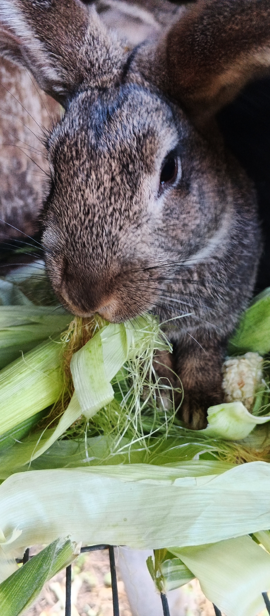 A close-up, eye-level shot shows a brown rabbit eating corn husks. The rabbit's head fills the top half of the frame, with its nose and mouth obscured by the husks. Its fur is a mix of brown and gray, and its eyes are dark. The corn husks are light green and pale yellow, with fine, hair-like strands. The background is dark and out of focus. The bottom of the image reveals a black metal grate, likely part of a cage. There is no indication of a specific location in the city of Smila, Ukraine, within the image.