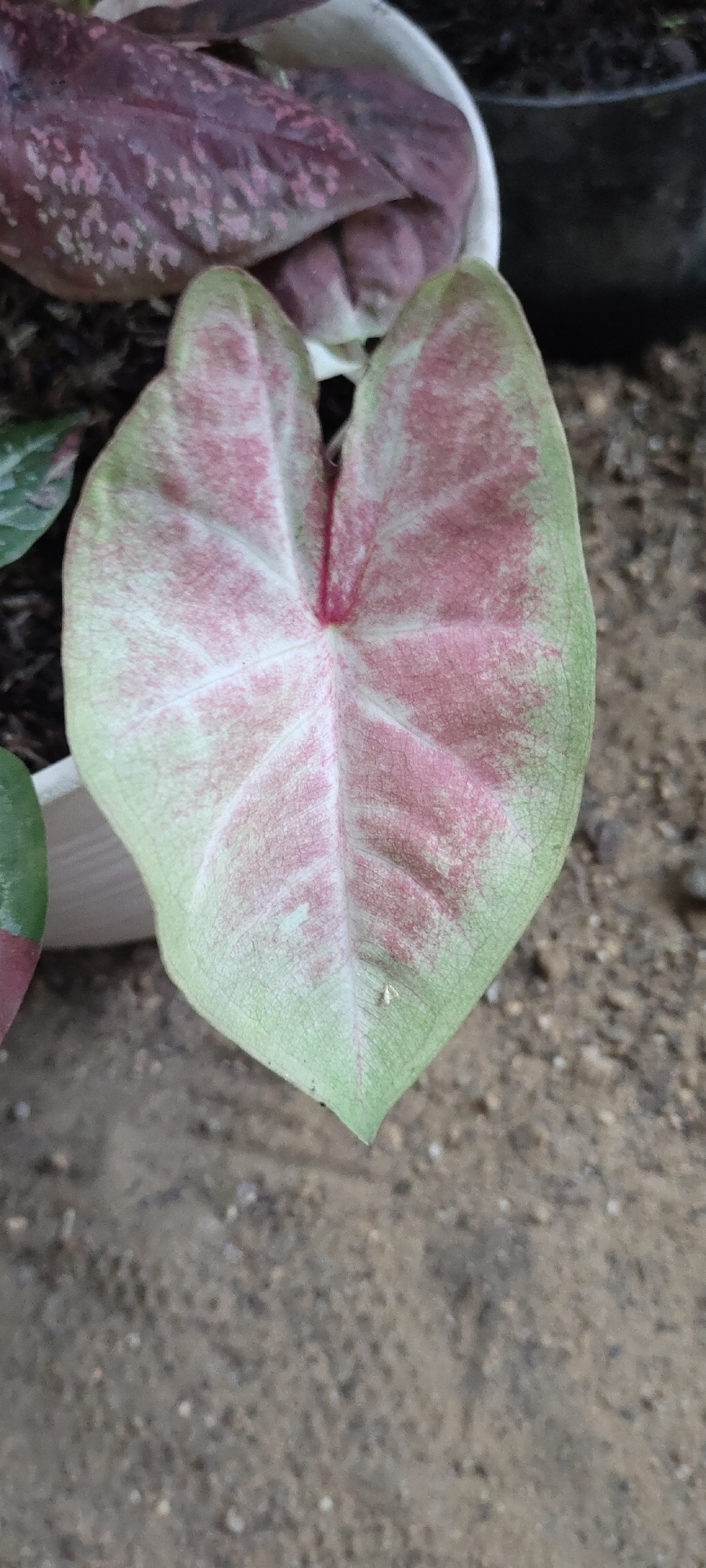 A close-up, top-down shot focuses on a single heart-shaped leaf of a caladium plant, positioned slightly off-center in the frame. The leaf exhibits a variegated pattern of pale green and pink hues, with a prominent red vein running down the center. The edges of the leaf are a darker green, and the surface shows a fine texture with visible veins. A few small specks, possibly dust or tiny insects, are present on the leaf's surface. Behind the main leaf, partially out of focus, are other leaves with deeper red and pink coloration, suggesting a larger plant. The background consists of dark soil and a white planter edge, hinting at an outdoor or garden setting. The overall impression is one of a detailed botanical study of a single plant specimen, with no other distinguishing features of Lhokseumawe, Indonesia, being evident.