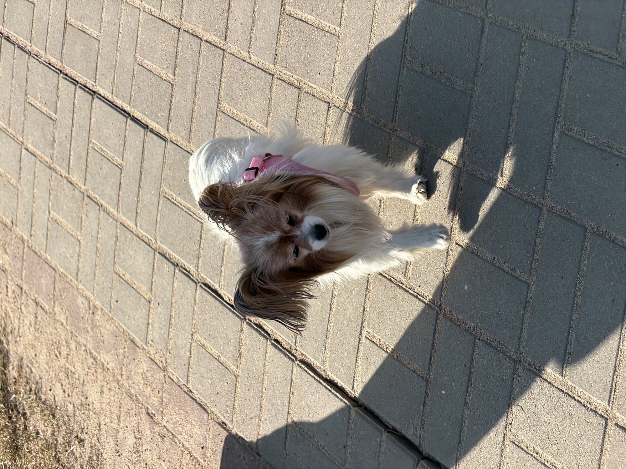 A small Papillon dog, predominantly white with brown markings on its head and ears, stands on a paved walkway in Saint Petersburg, Russia. The dog wears a pink harness and is oriented generally towards the viewer, with its head slightly lowered and angled left. The walkway consists of light grey rectangular pavers arranged in a pattern, with sandy infill between them. To the left of the pavers, a strip of dry, light brown soil with sparse dry grass is visible. Strong sunlight illuminates the scene from the upper left, casting distinct, elongated shadows of the dog and an unseen individual or object onto the paved surface.